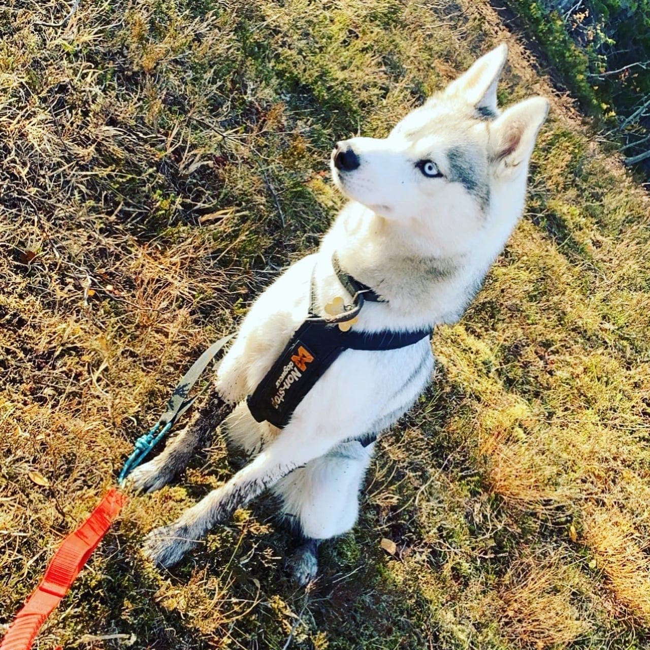 Sibirsk husky vurderes omplassert!