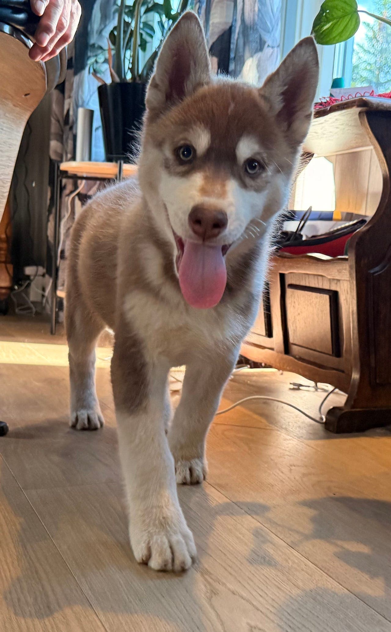 Siberian Husky - sjelden farge!