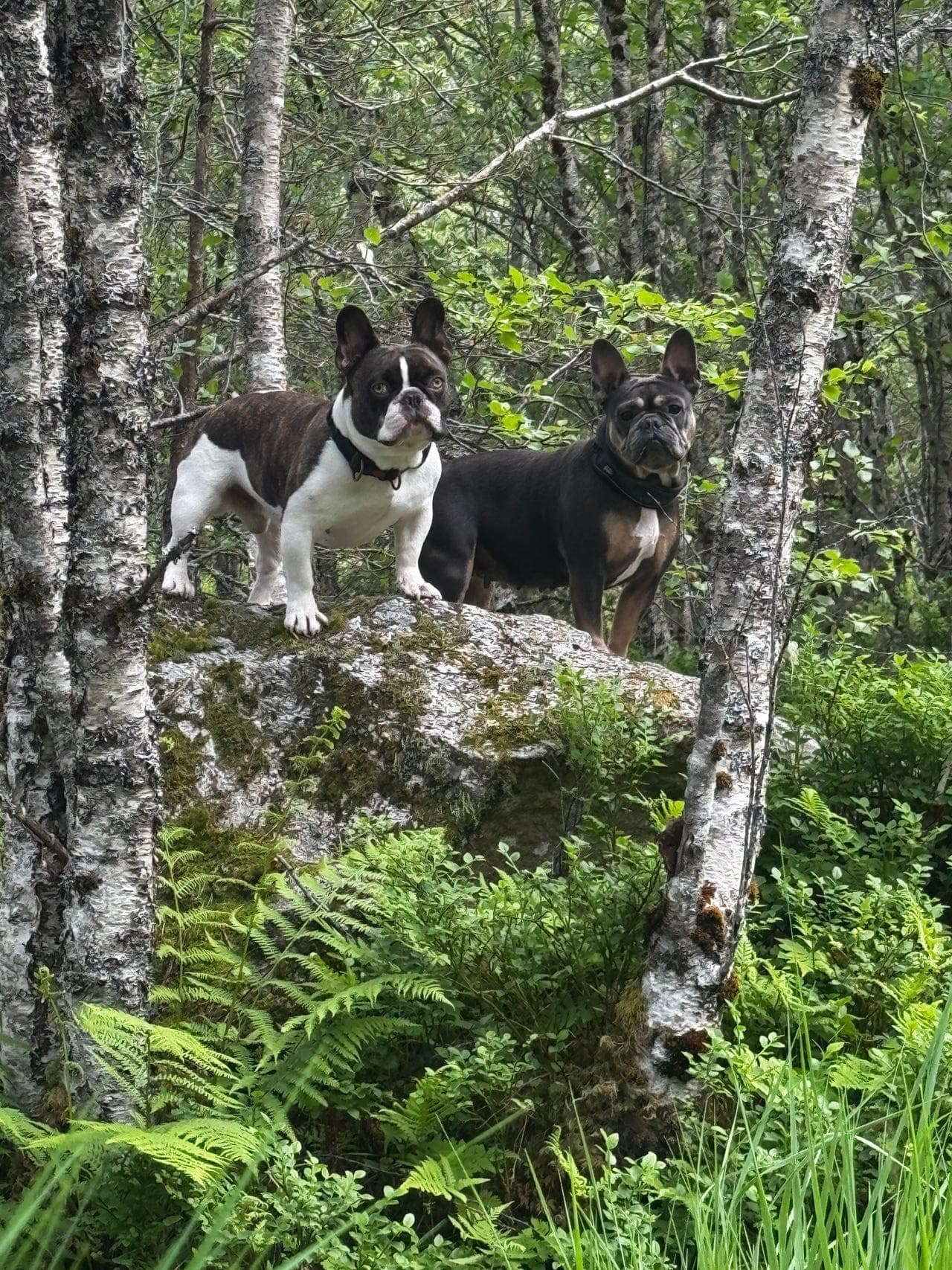 Valper til salgs - Fransk Bulldog