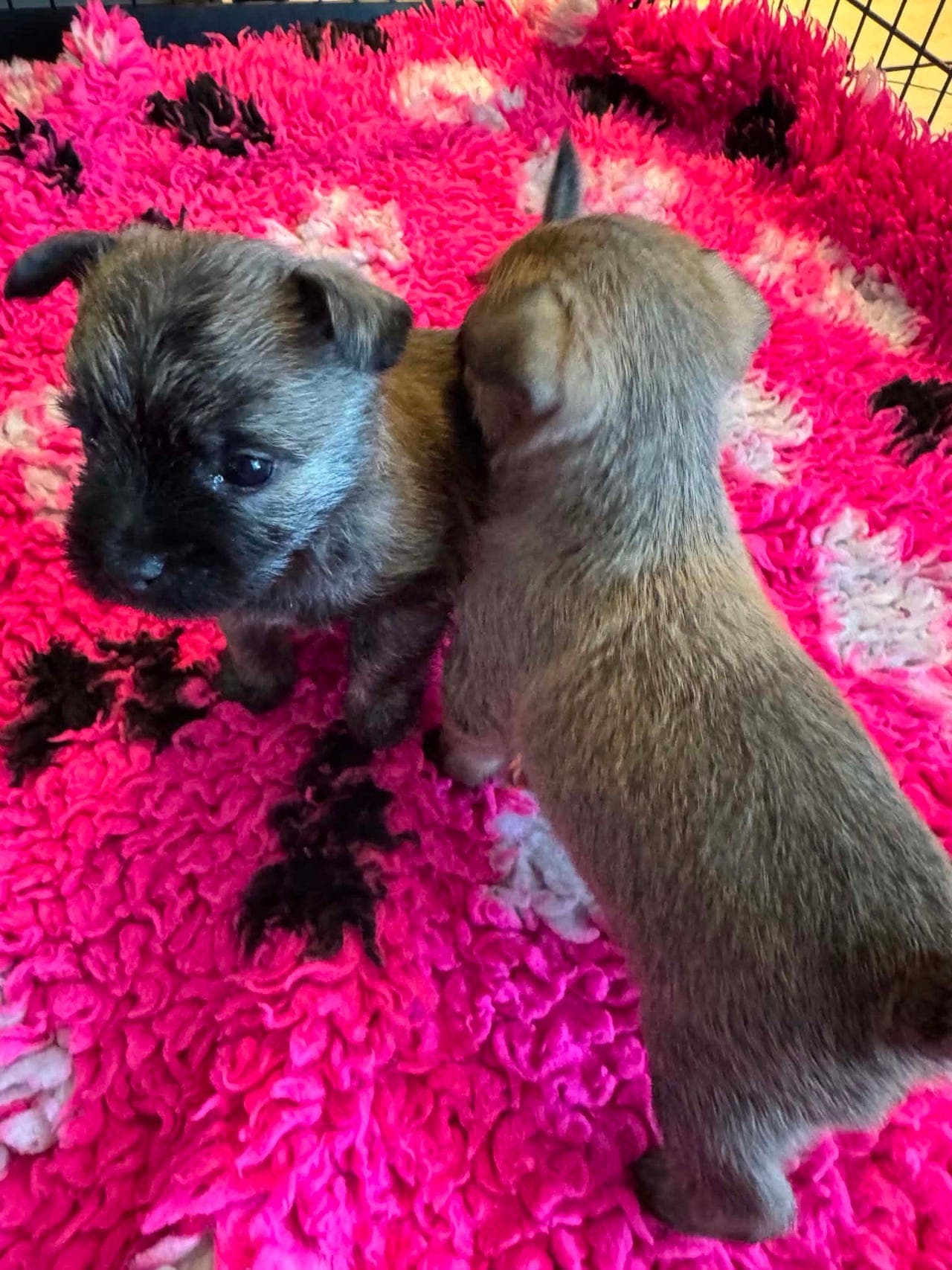 Herlige Cairn terrier valper