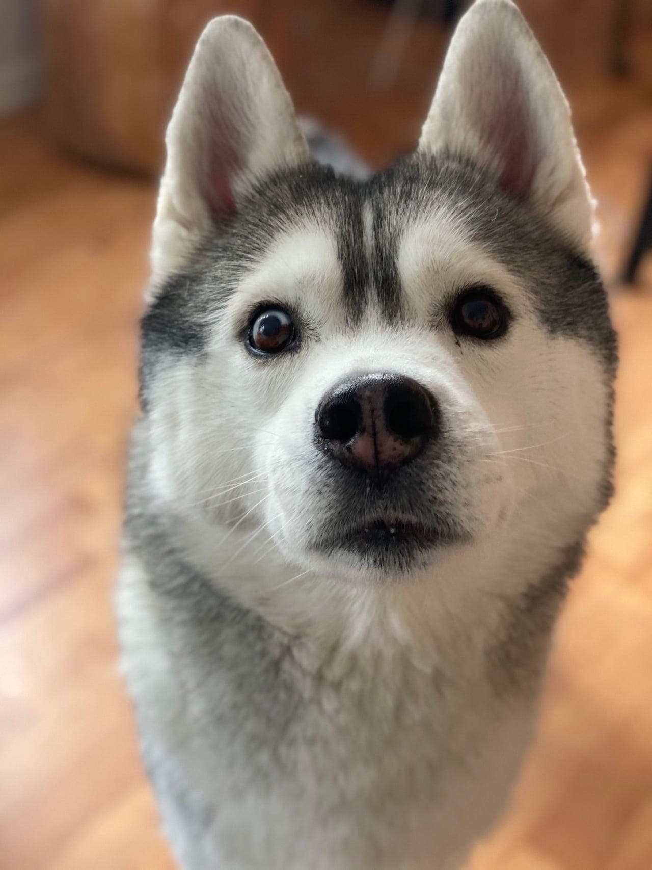 Avlastningshjem søkes for husky