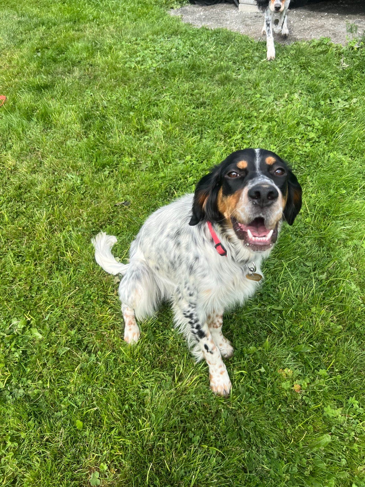 Engelsk setter tispe