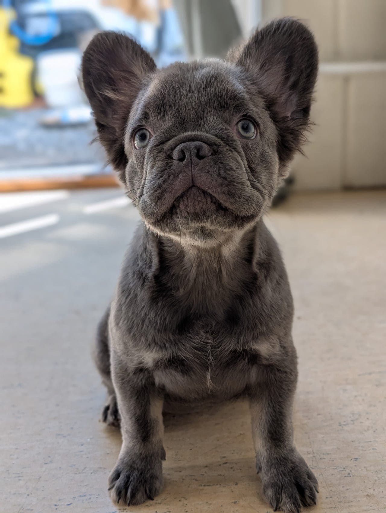 Fluffy fransk bulldog