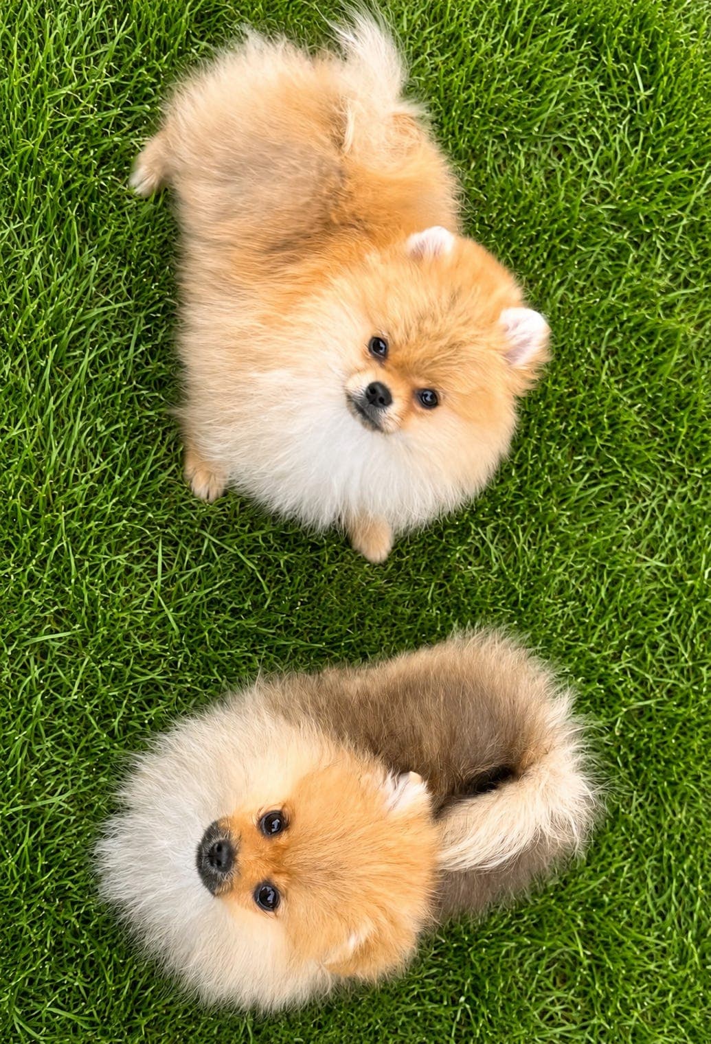 To flotte Pomeranian valper