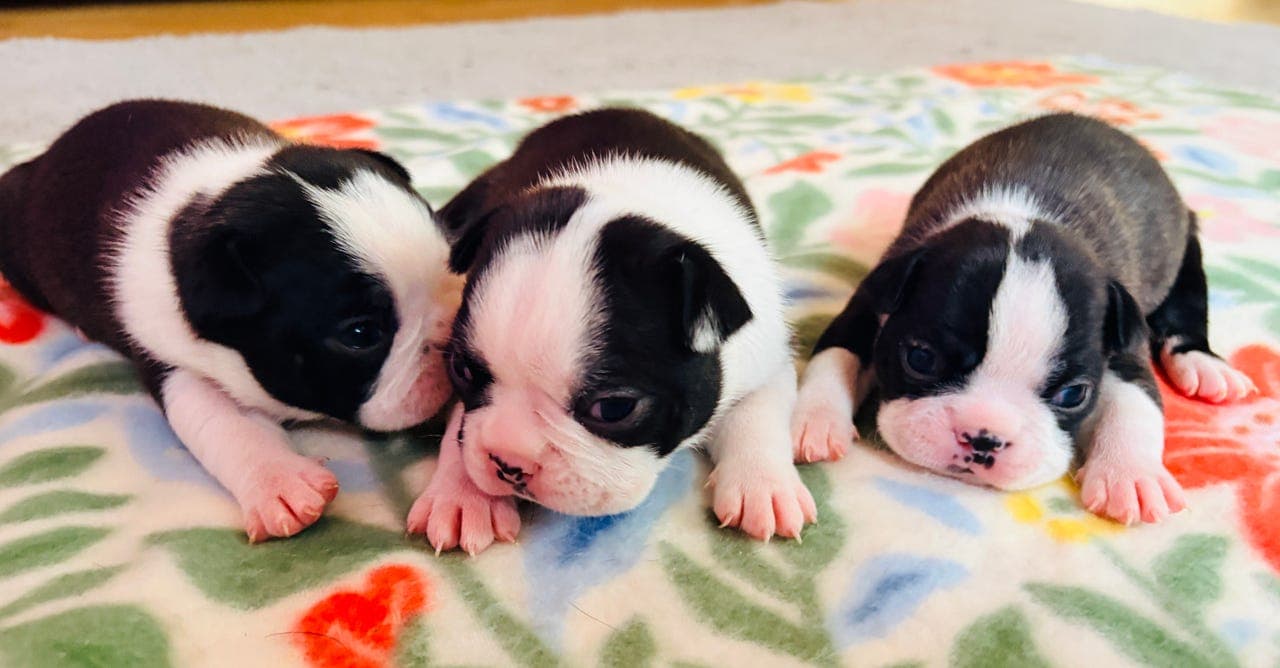 🐾 Boston Terrier-valper søker kjærlige hjem 🐾
