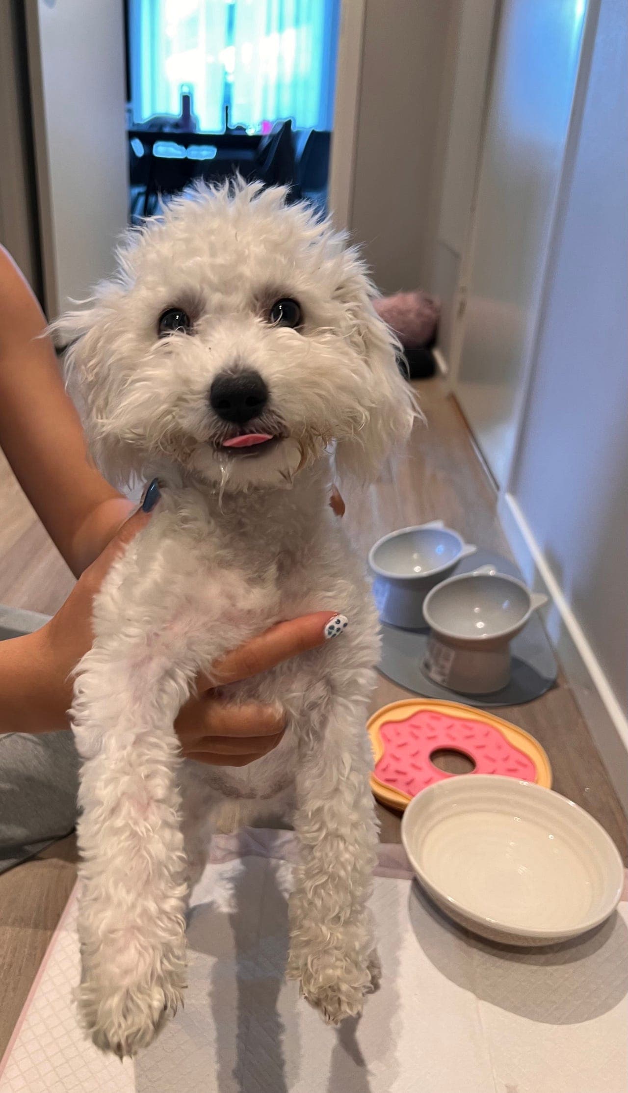 Bichon frise
