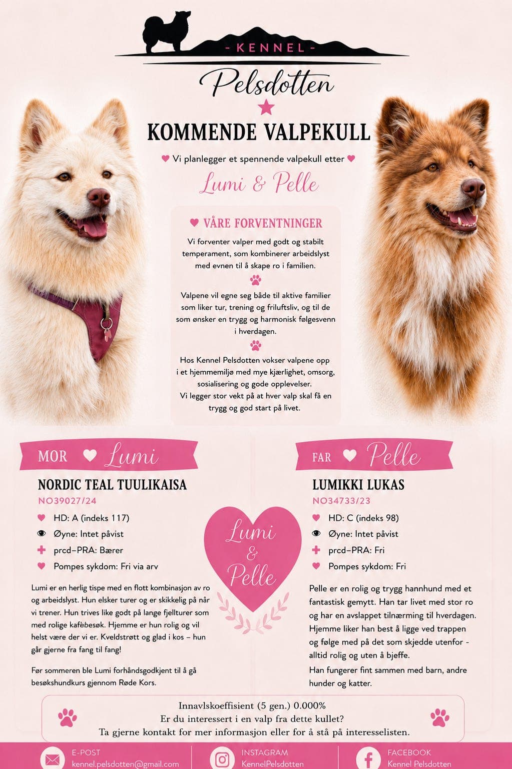Finsk Lapphund valper