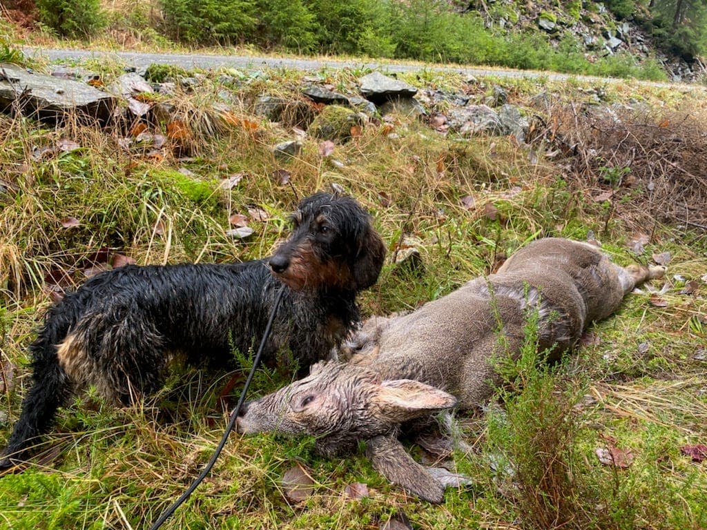 Srrihåret dachs valper ventes.