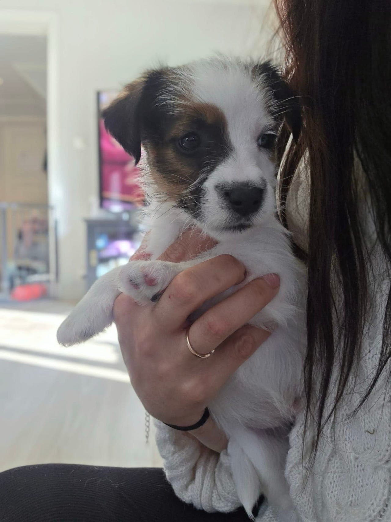 NKK registrerte valper fra Potemyra kennel