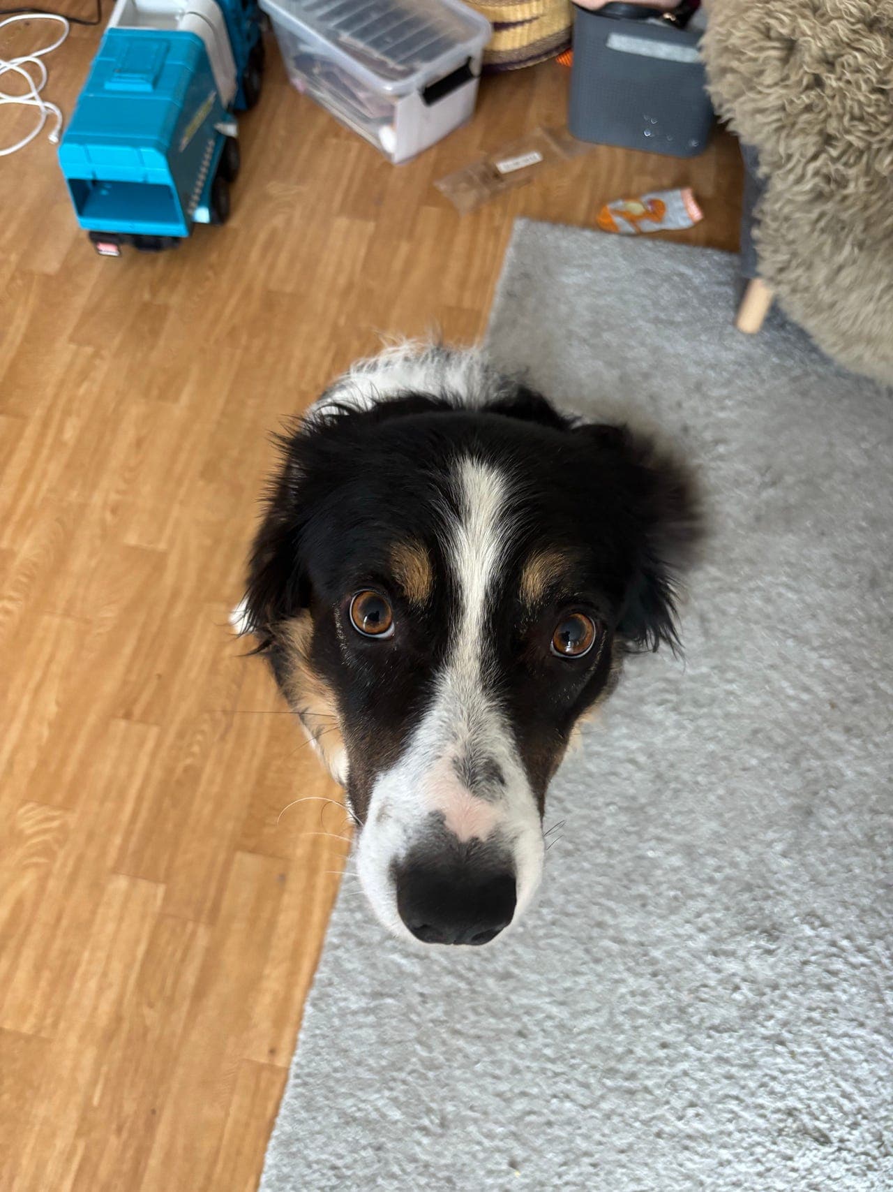 Border Collie Han Hund