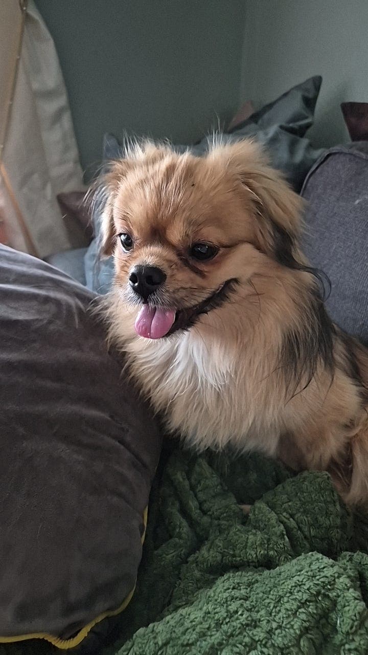 Tibetansk Spaniel gutt