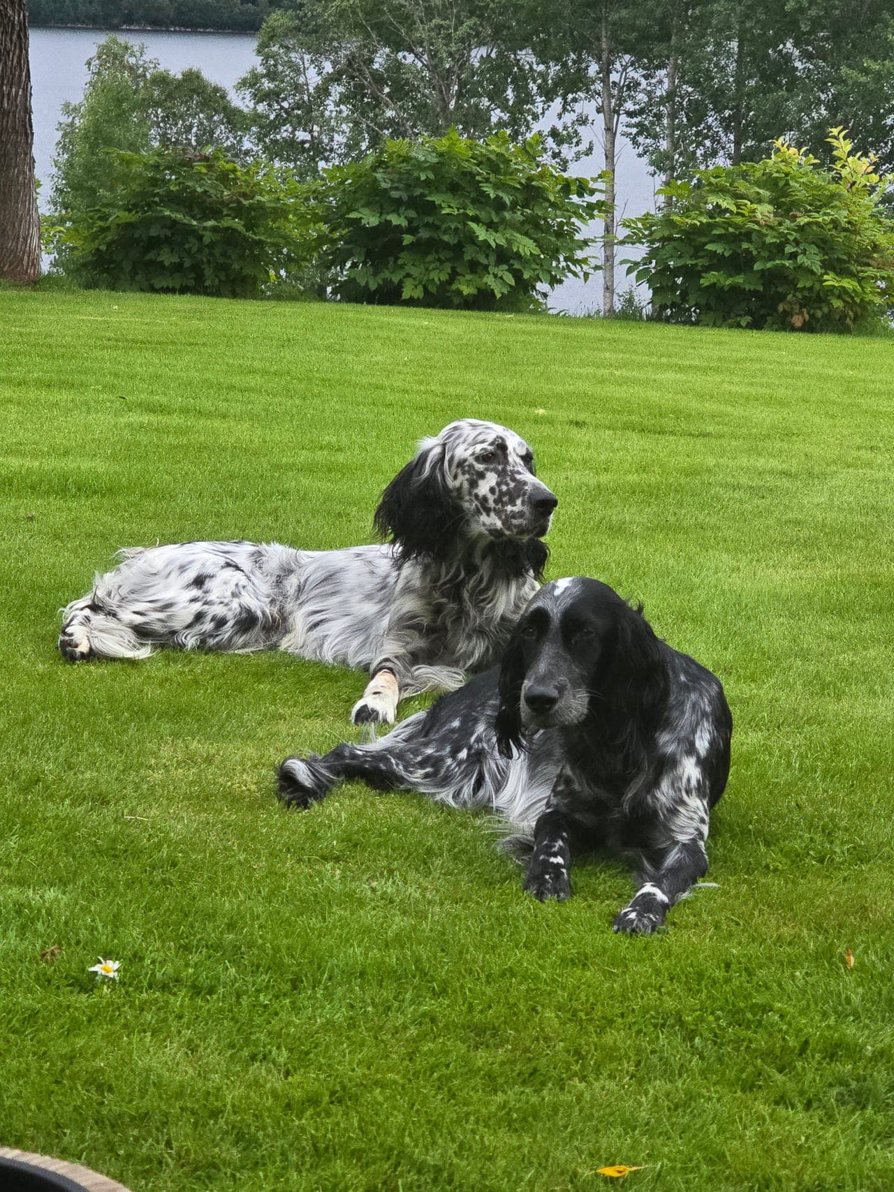 Engelsk setter valper!