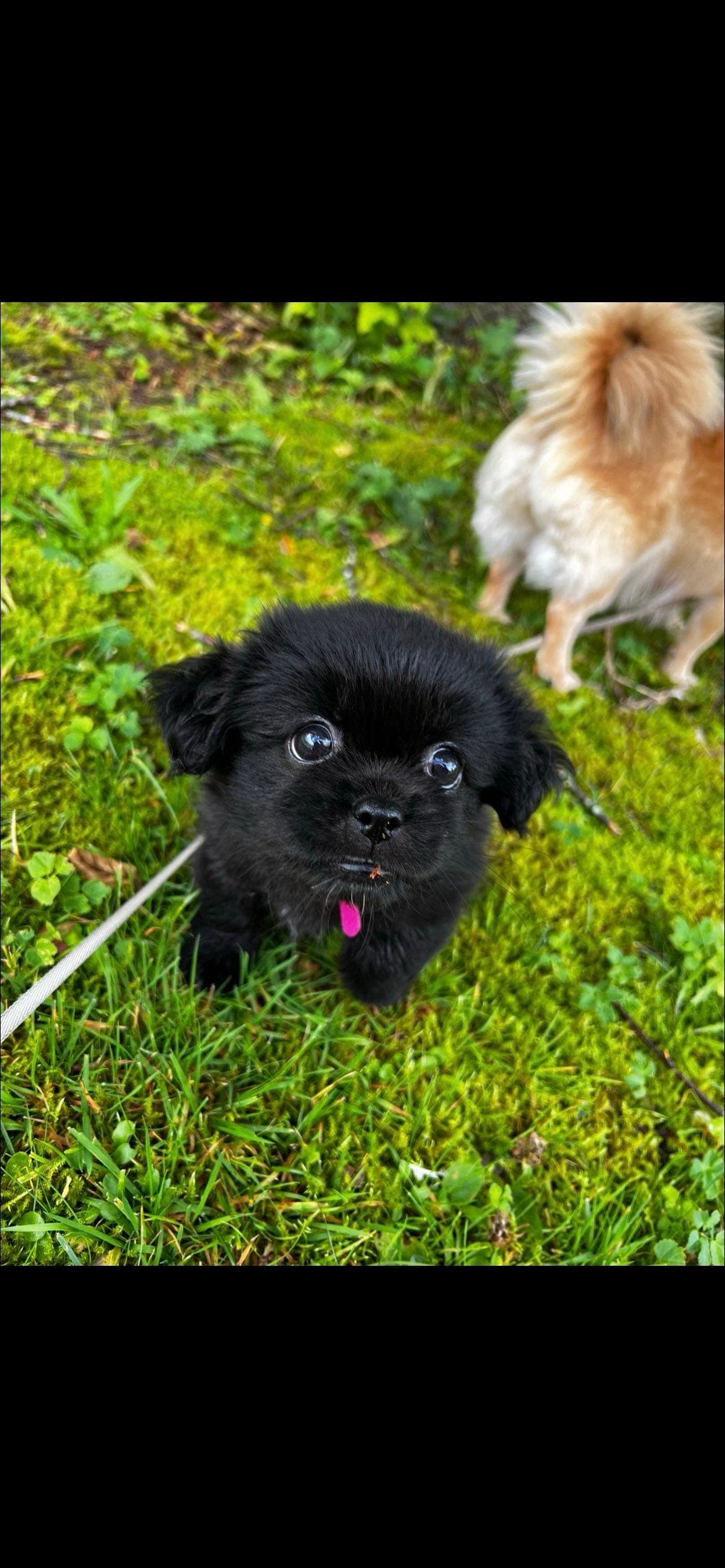 Nydelig Tibetansk Spaniel Jente🐾