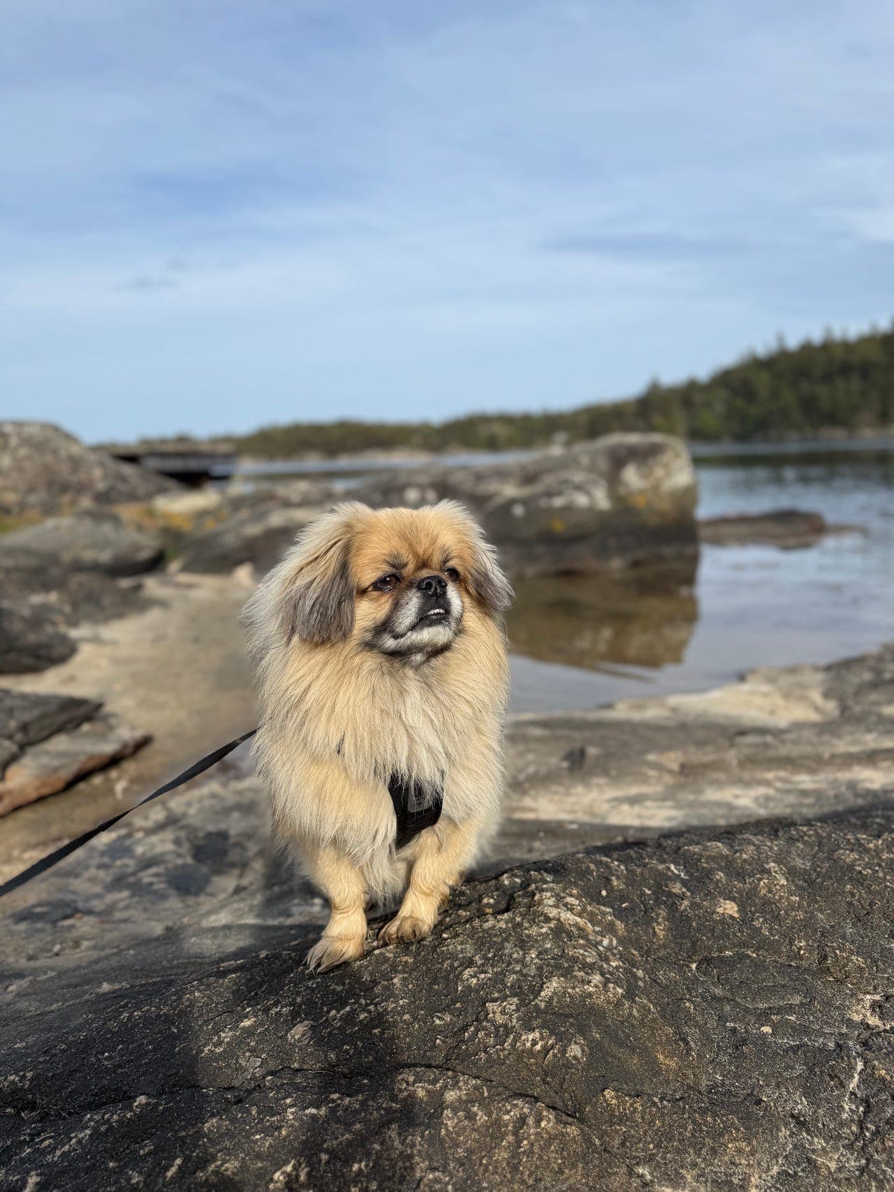 Tibetansk spaniel søker kjærlig hjem