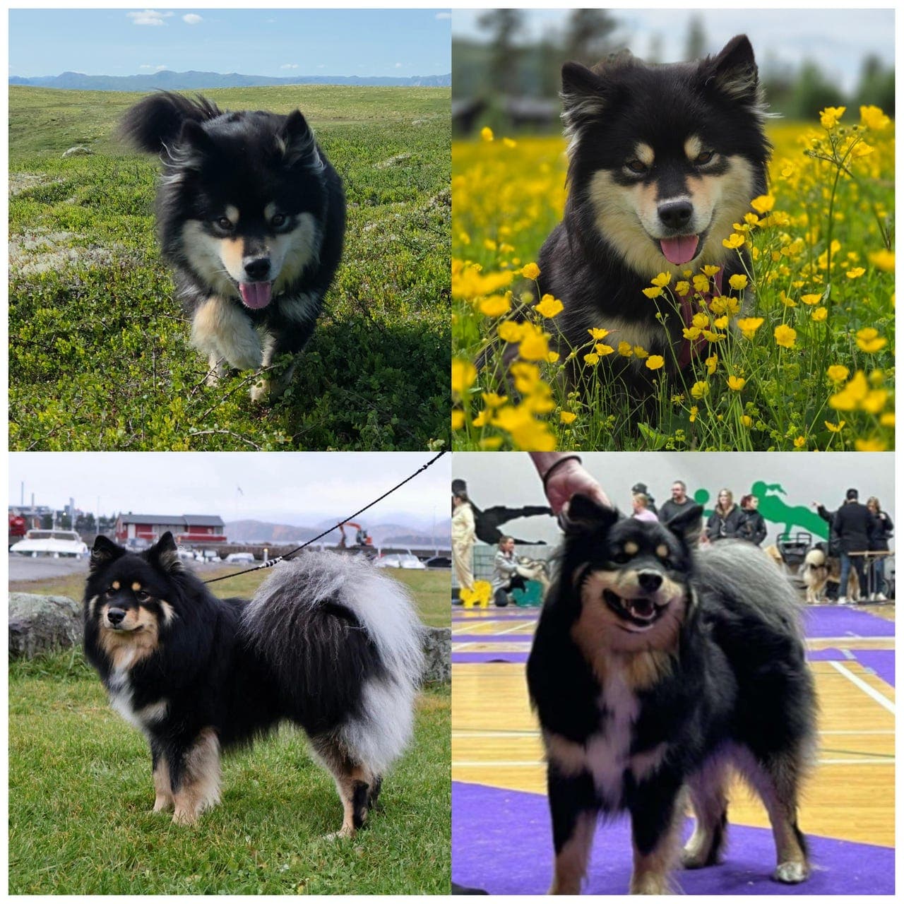 Finsk Lapphundvalper tilsalgs