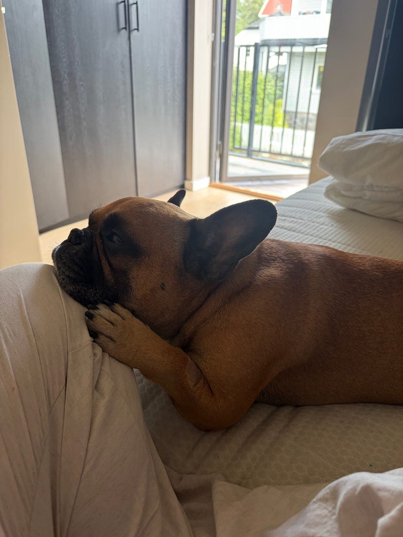 Omplassering 7år Fransk Bulldog