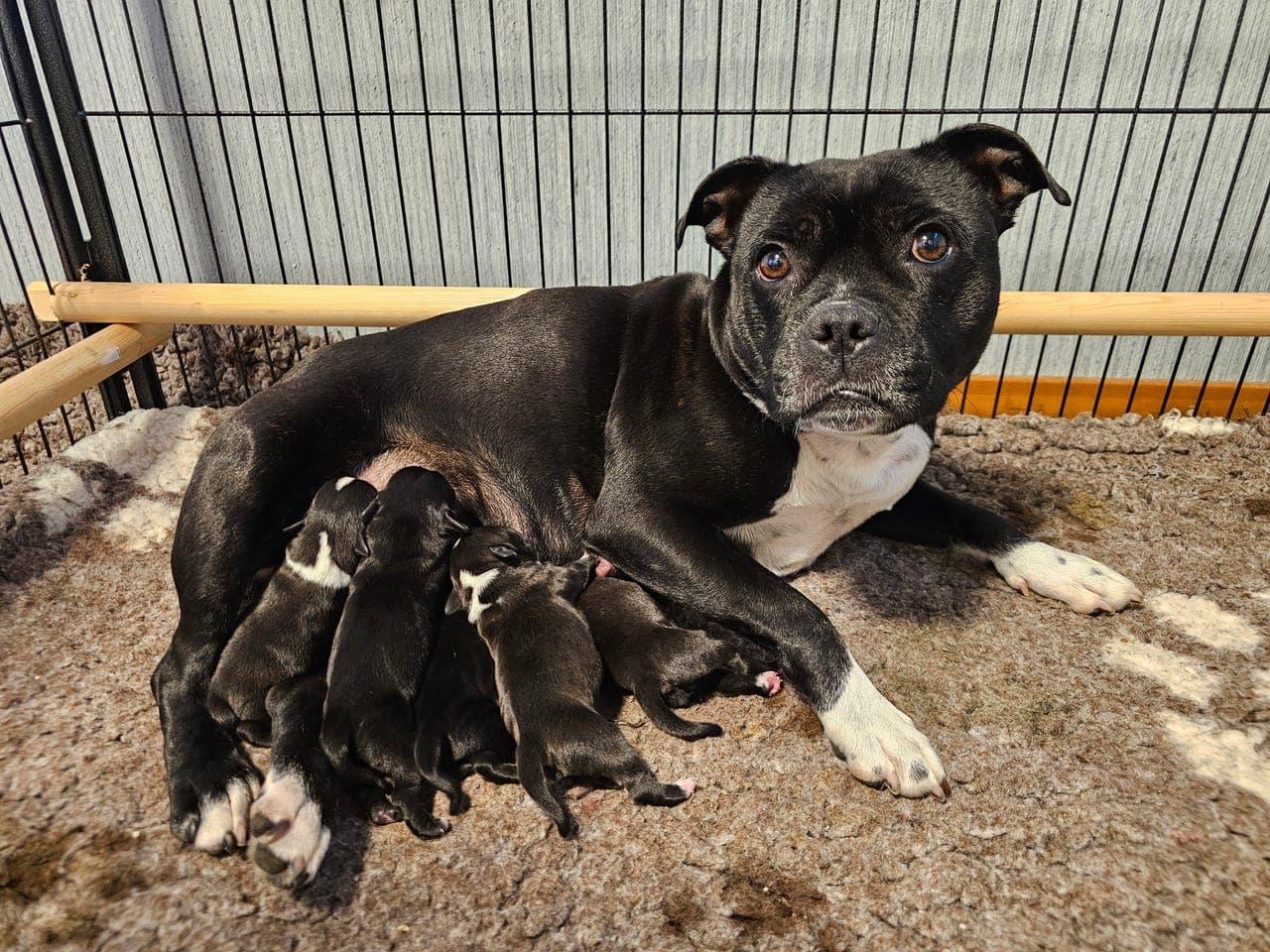 Staffordshire bull terrier valper