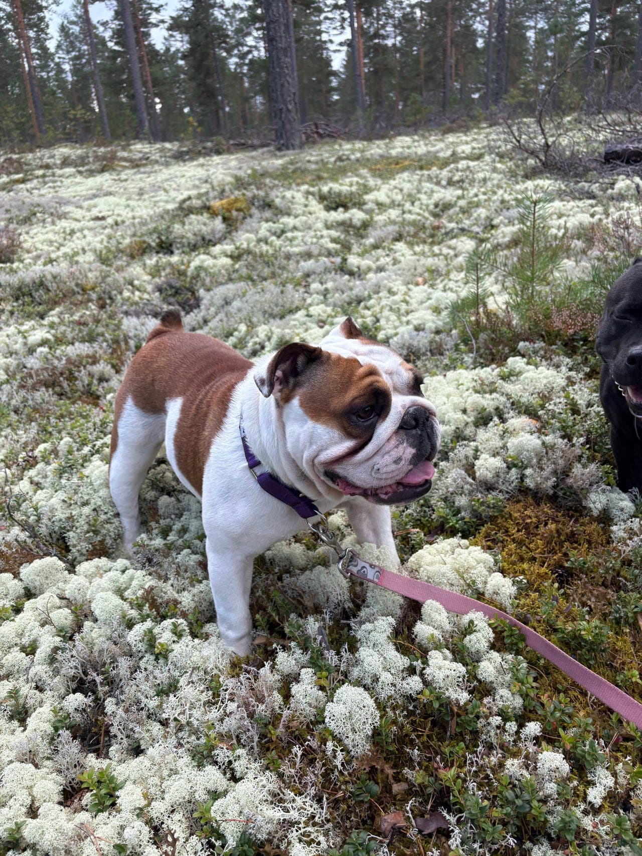 Engelsk bulldog - Herlig frøken som søker sitt foralltid hjem (som alene hund).