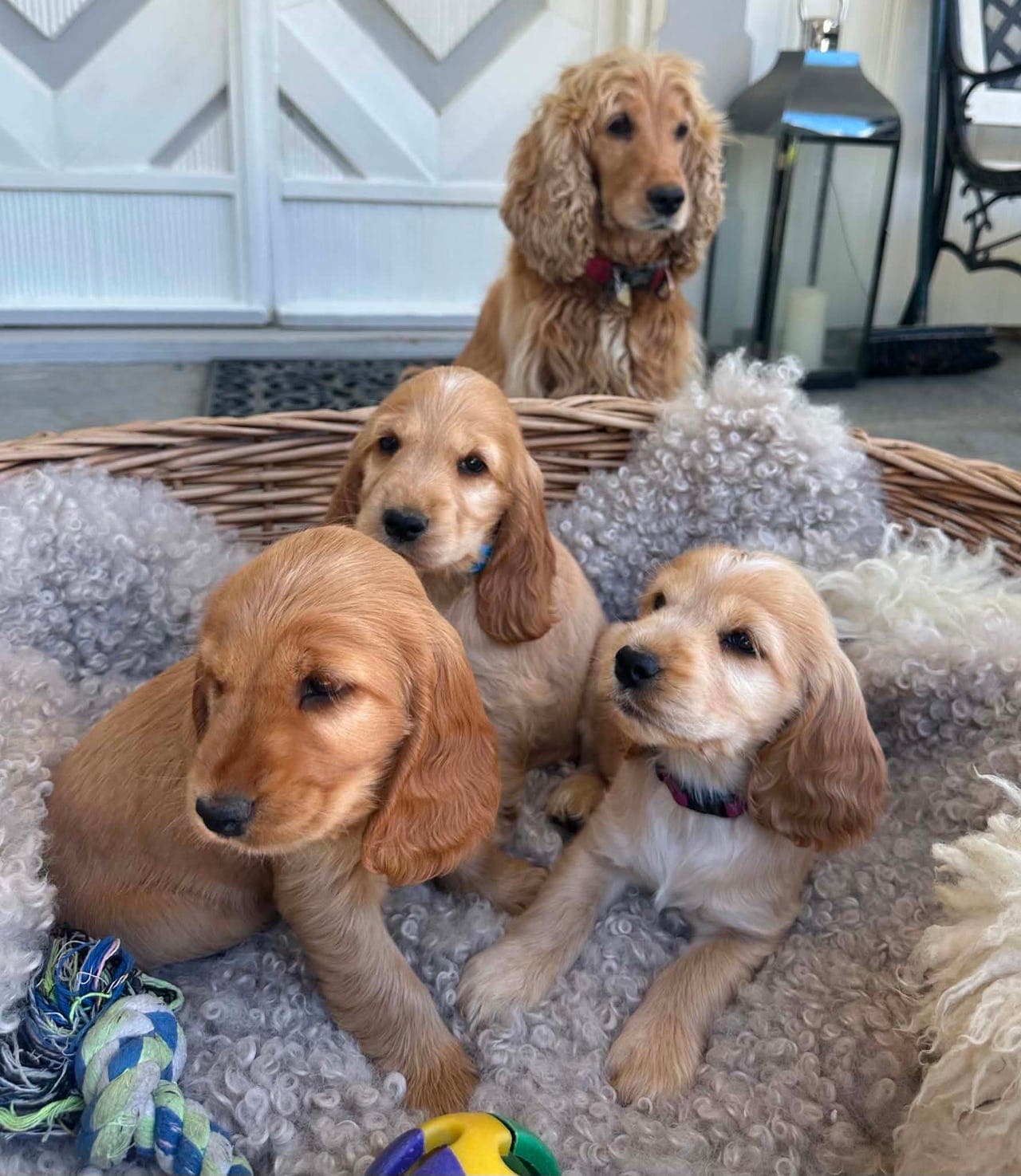 Nydelige Engelsk Cocker Spaniel valper
