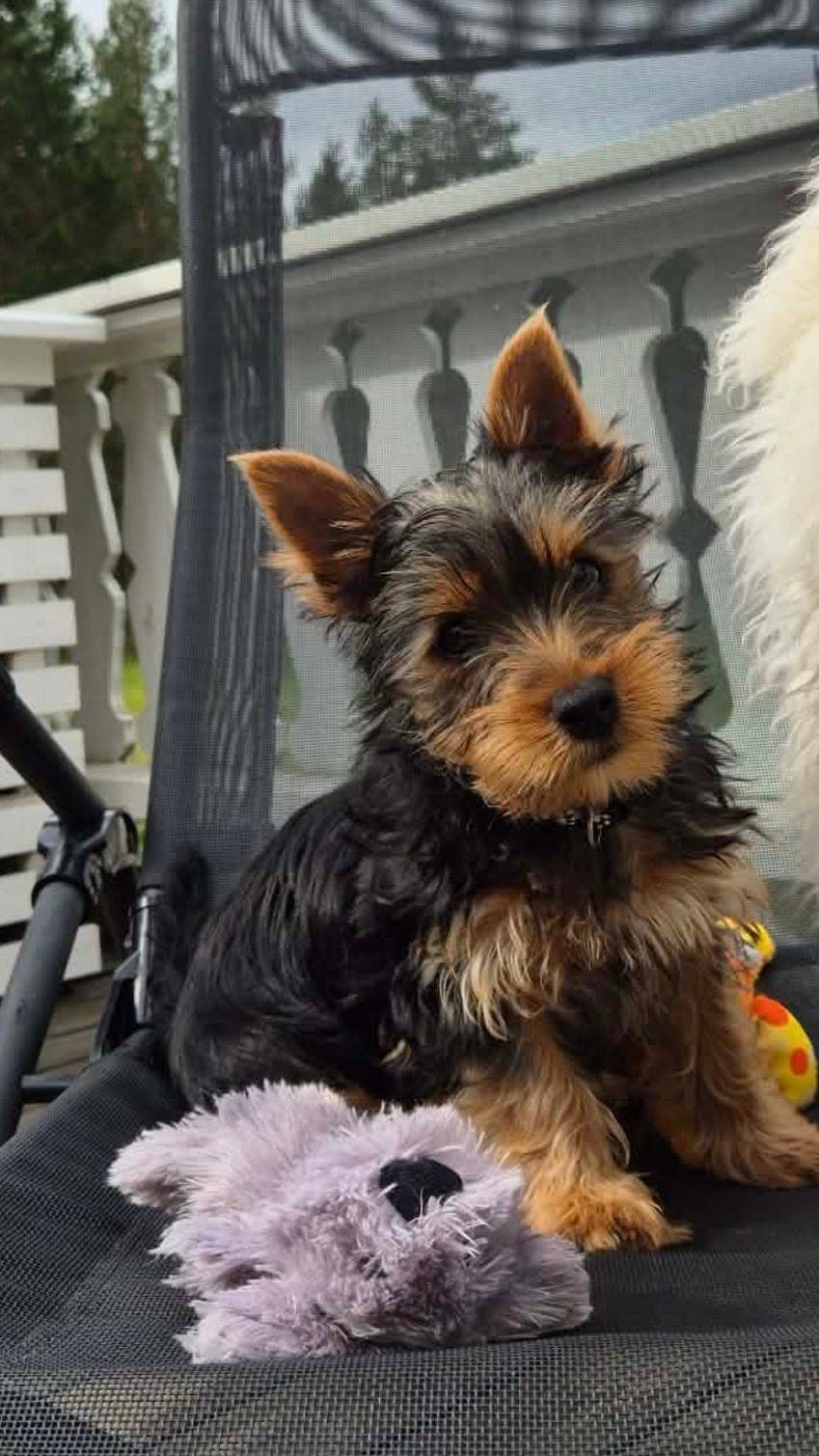 Ønsker du deg en riktig bestevenn? - Silky Terrier❣️