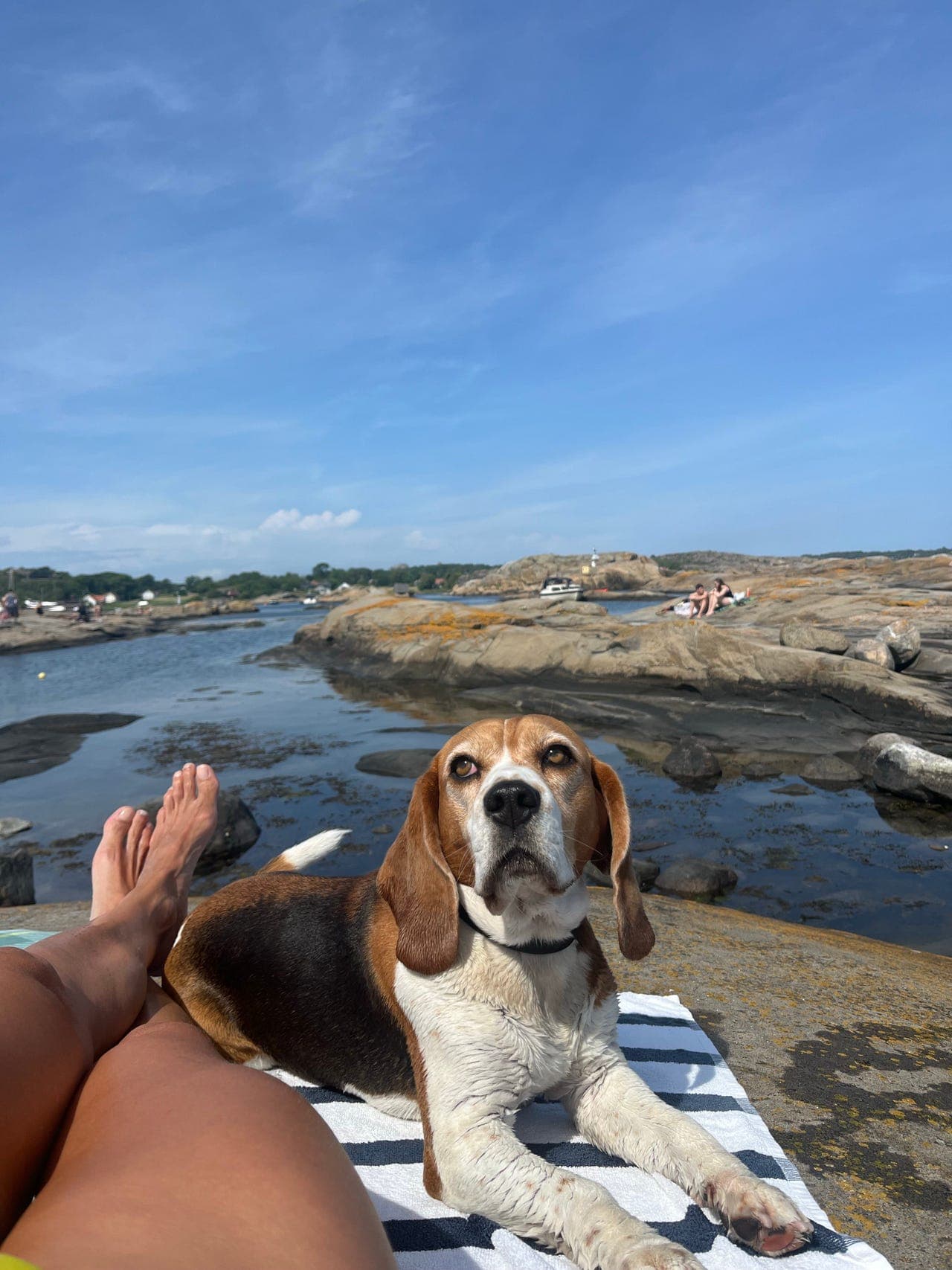 Beagle tispe ønsker nytt hjem