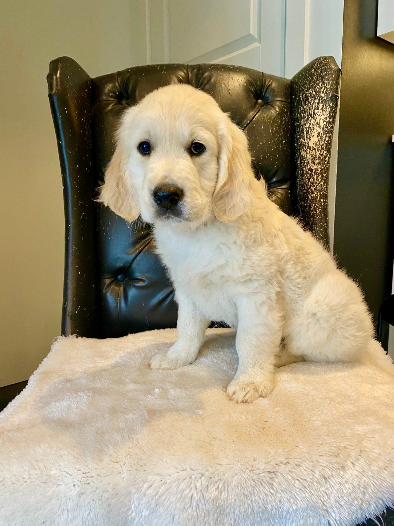 Nydelig Golden retriver gutt søker forvert.