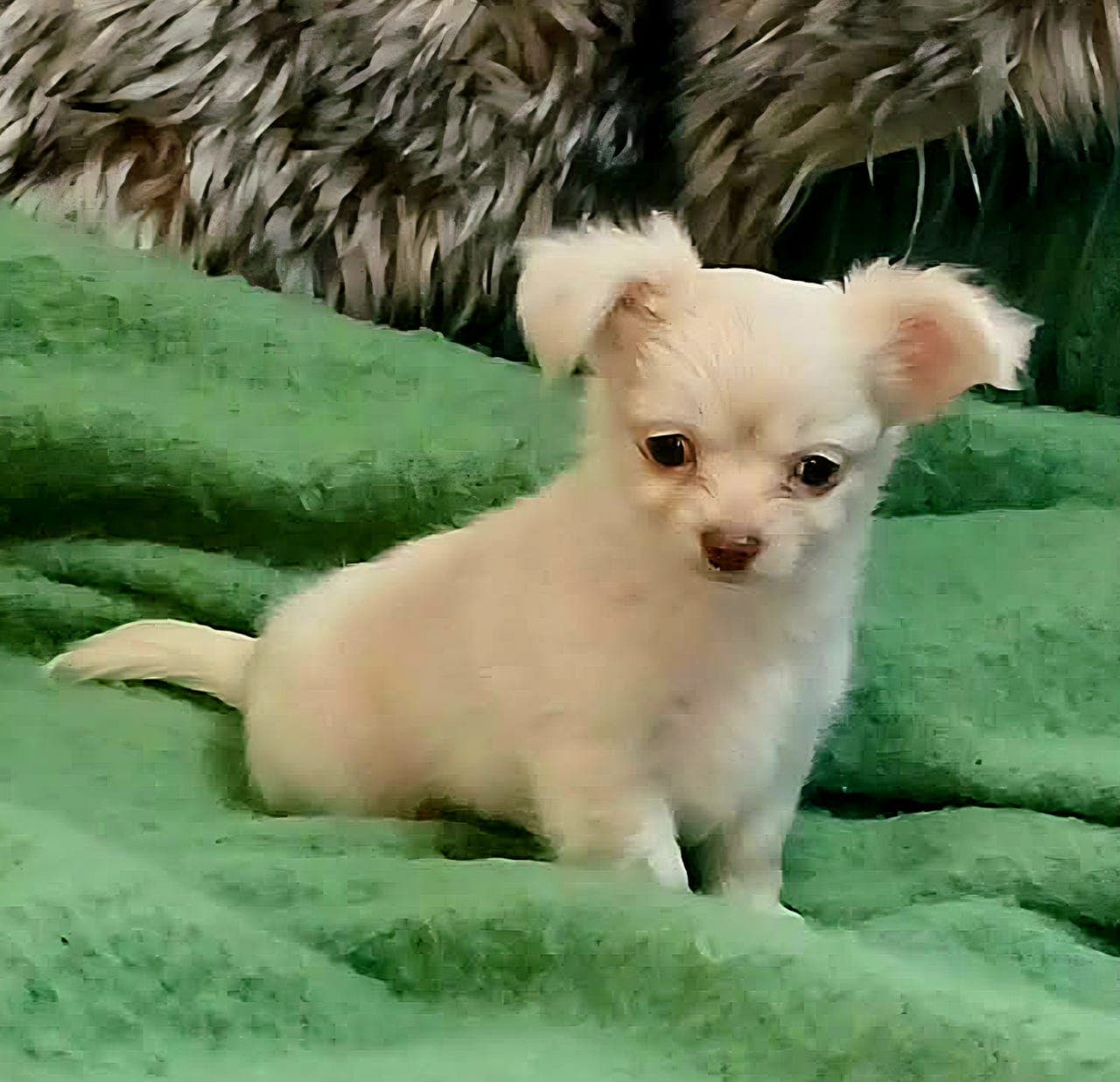 LH chihuahua gutter.