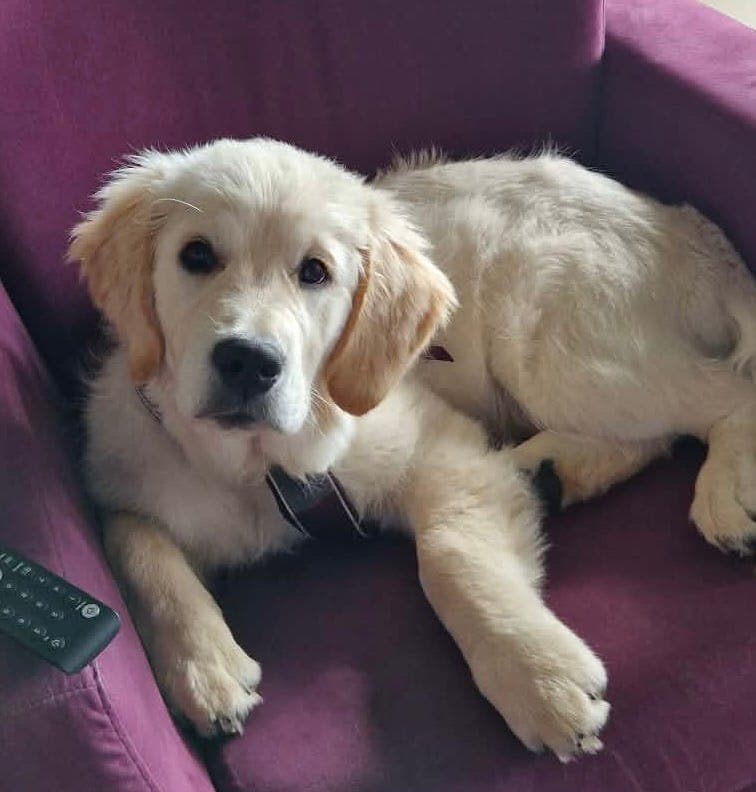 Fôrvert søkes til Golden Retriever tispe valp