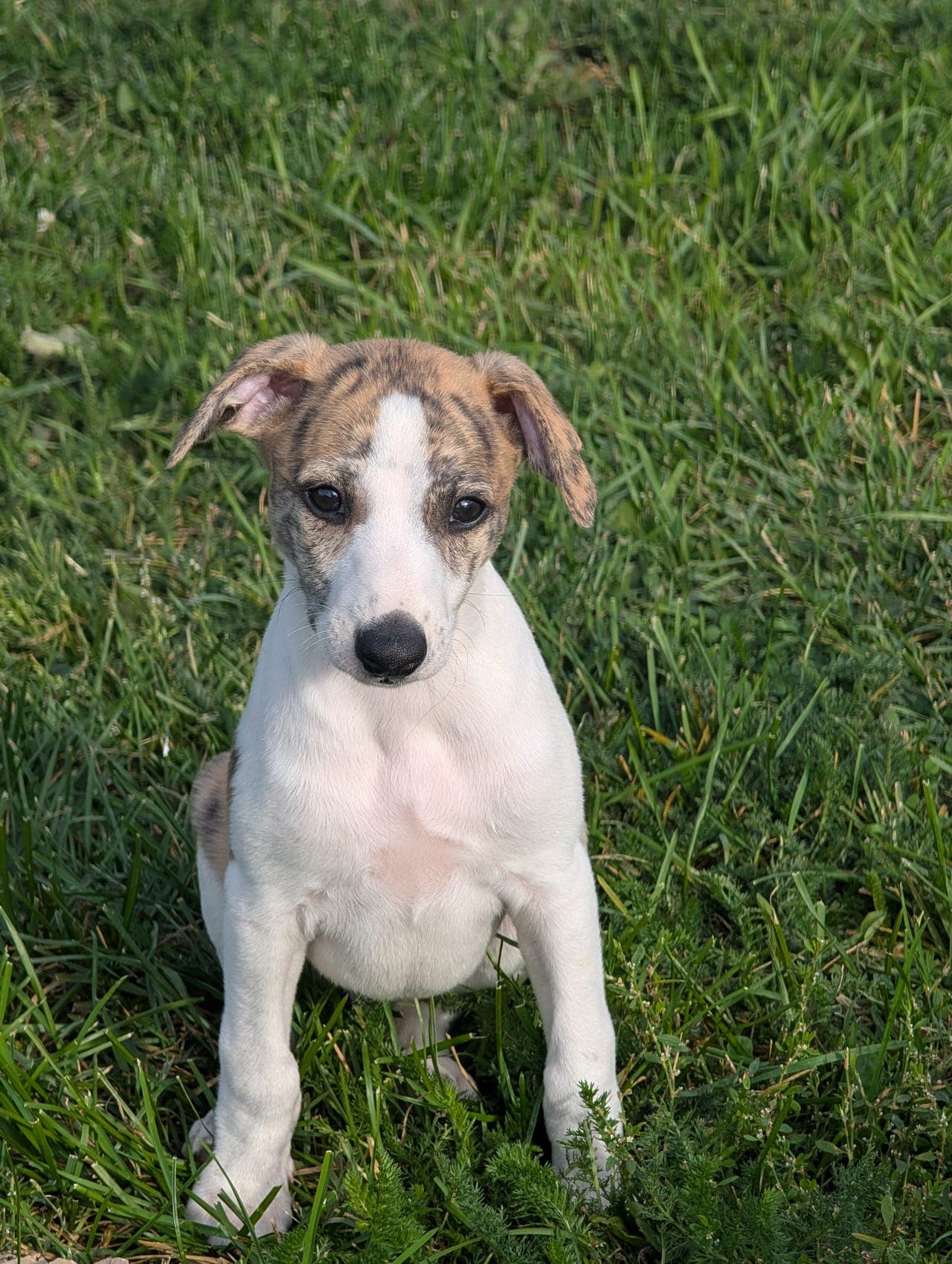 vakker Whippet gutt på 10 uker søker ny familie,♥️