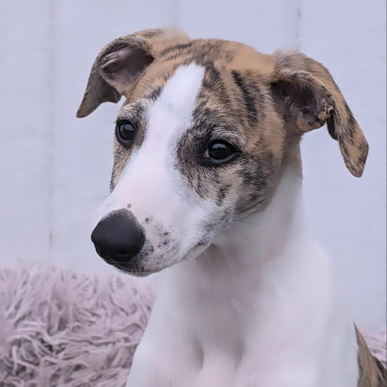 vakker Whippet gutt søker ny familie,♥️