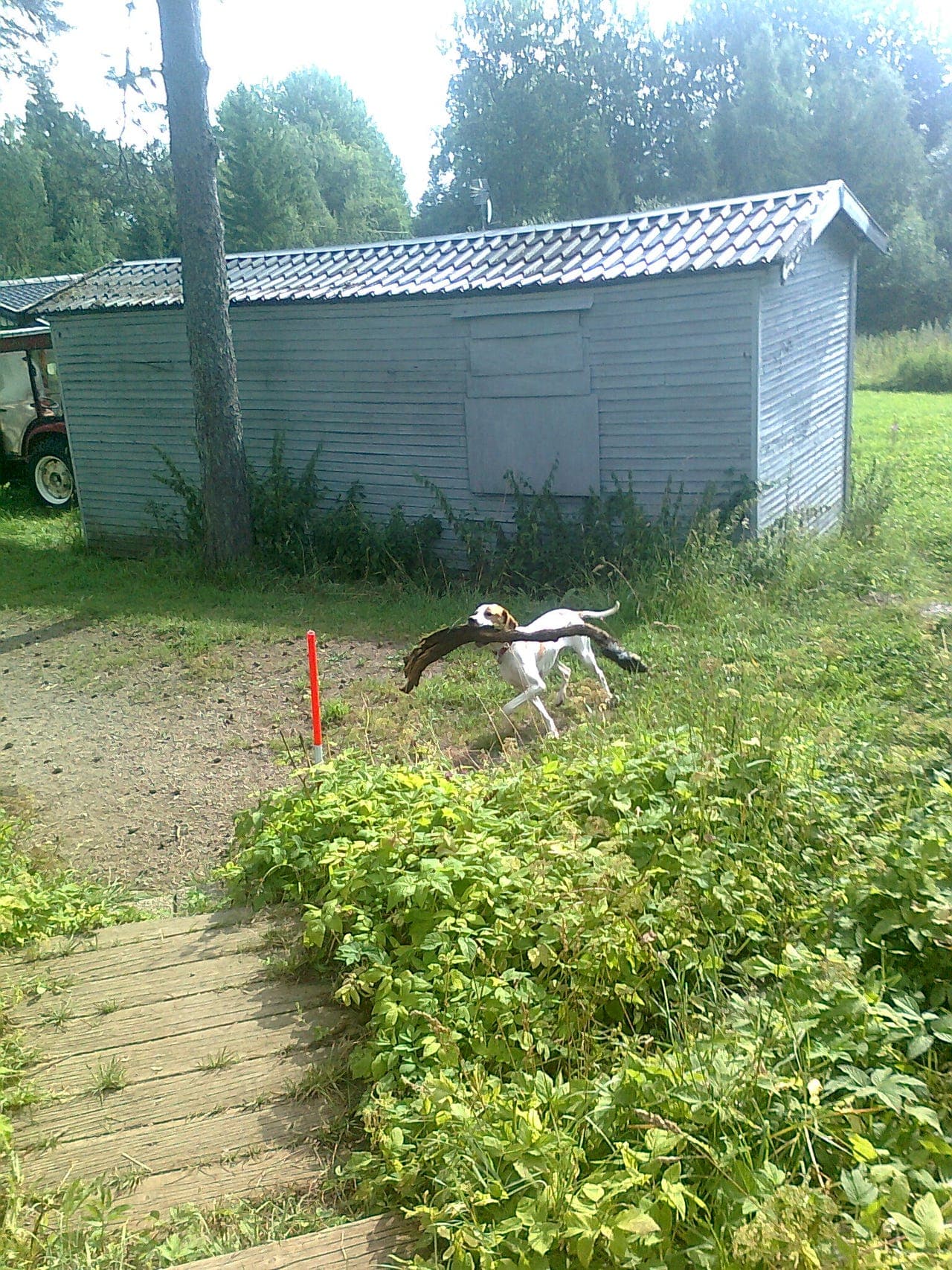 Pointer tispe