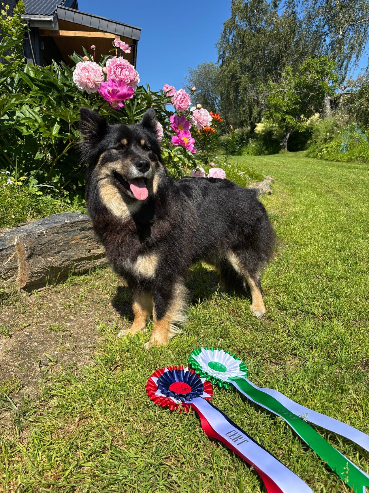 Finsk lapphund valper selges
