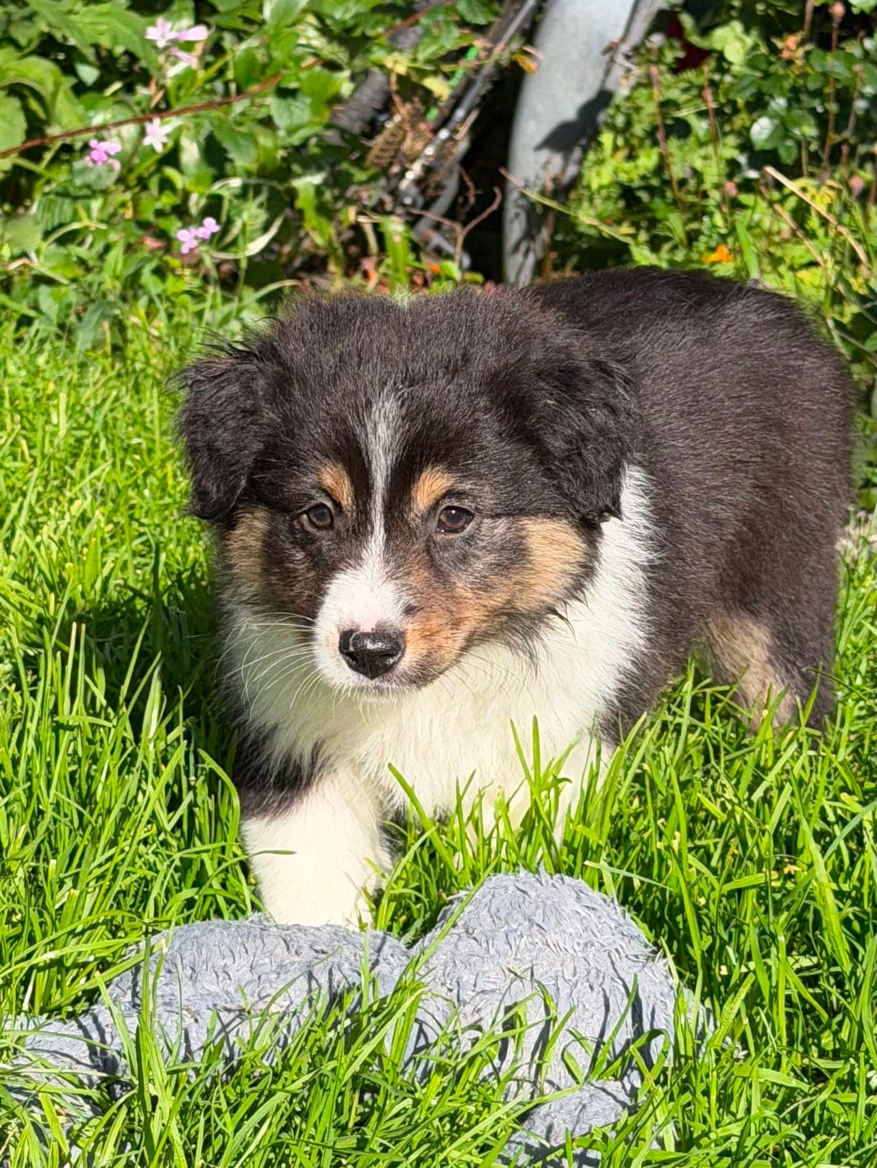 Australias shepherd tispe valp