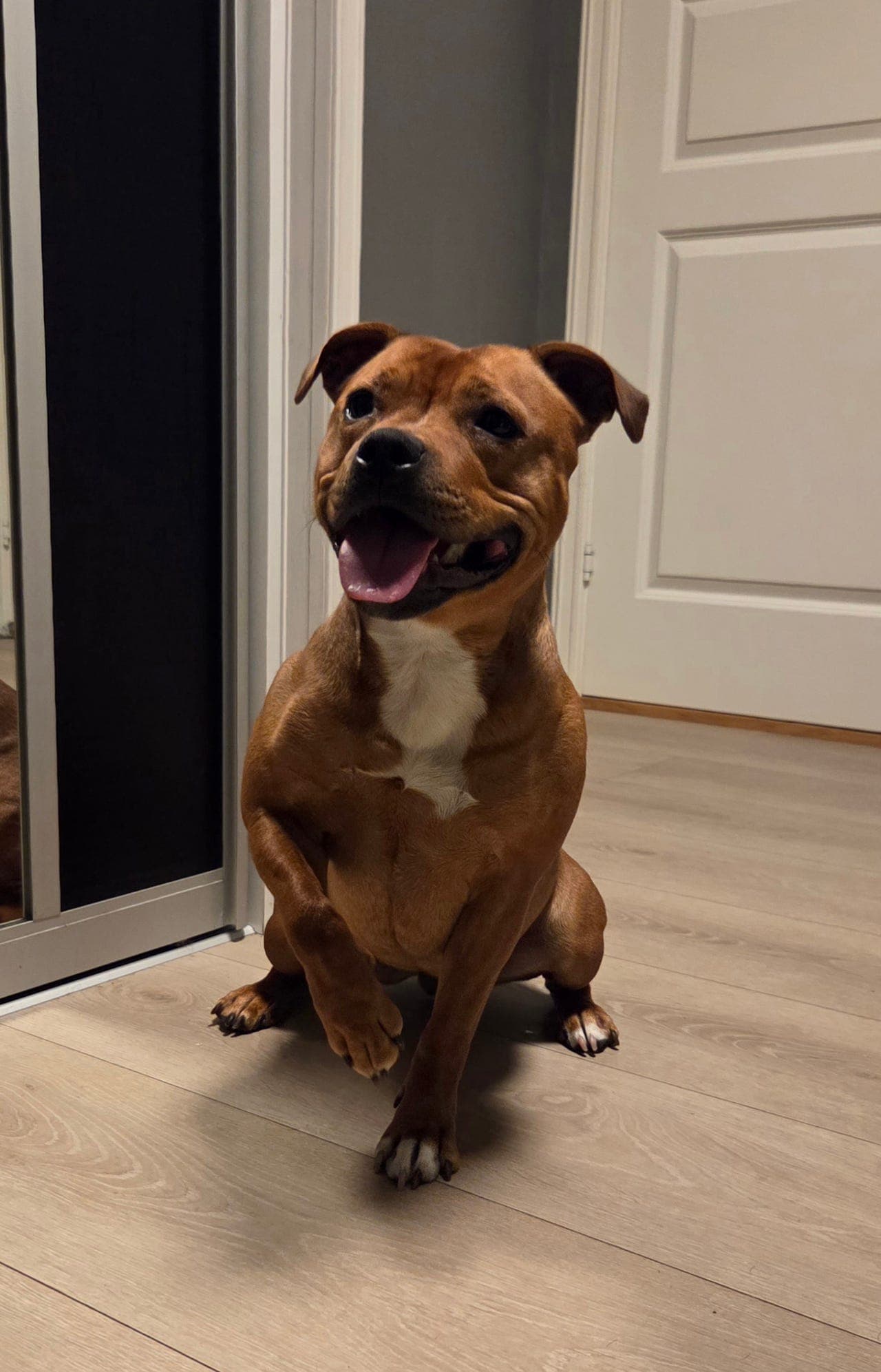 Staffordshire bull terrier Tispe