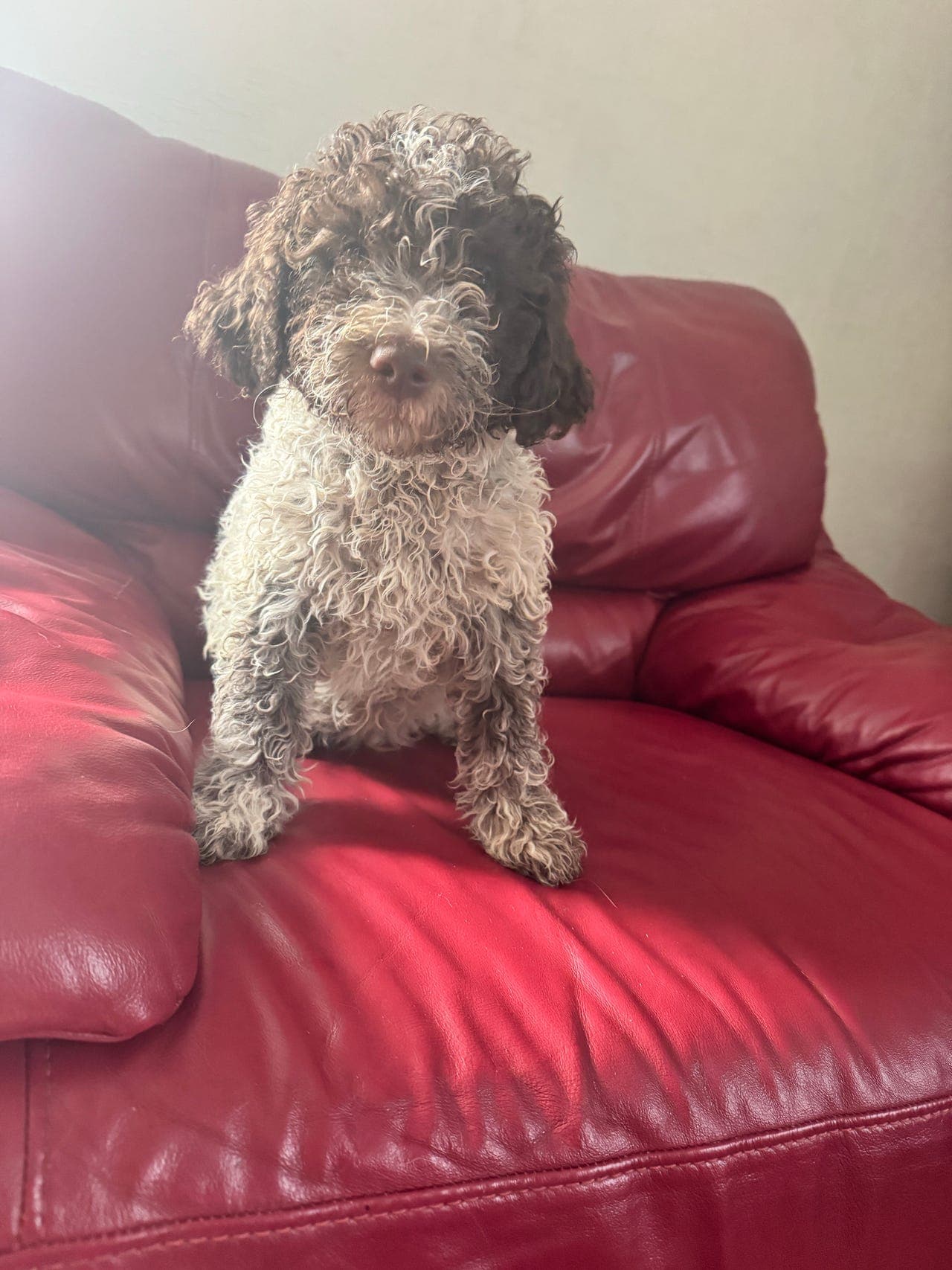 🐾  herlige Lagotto Romagnolo-gutter søker sine perfekte familier ❤️