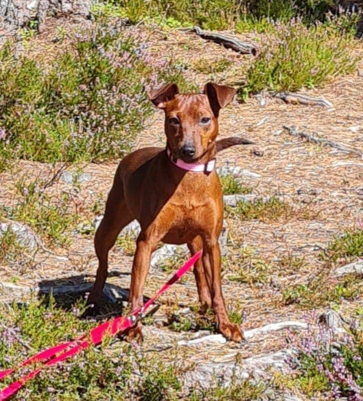 Dvergpinscher tispe