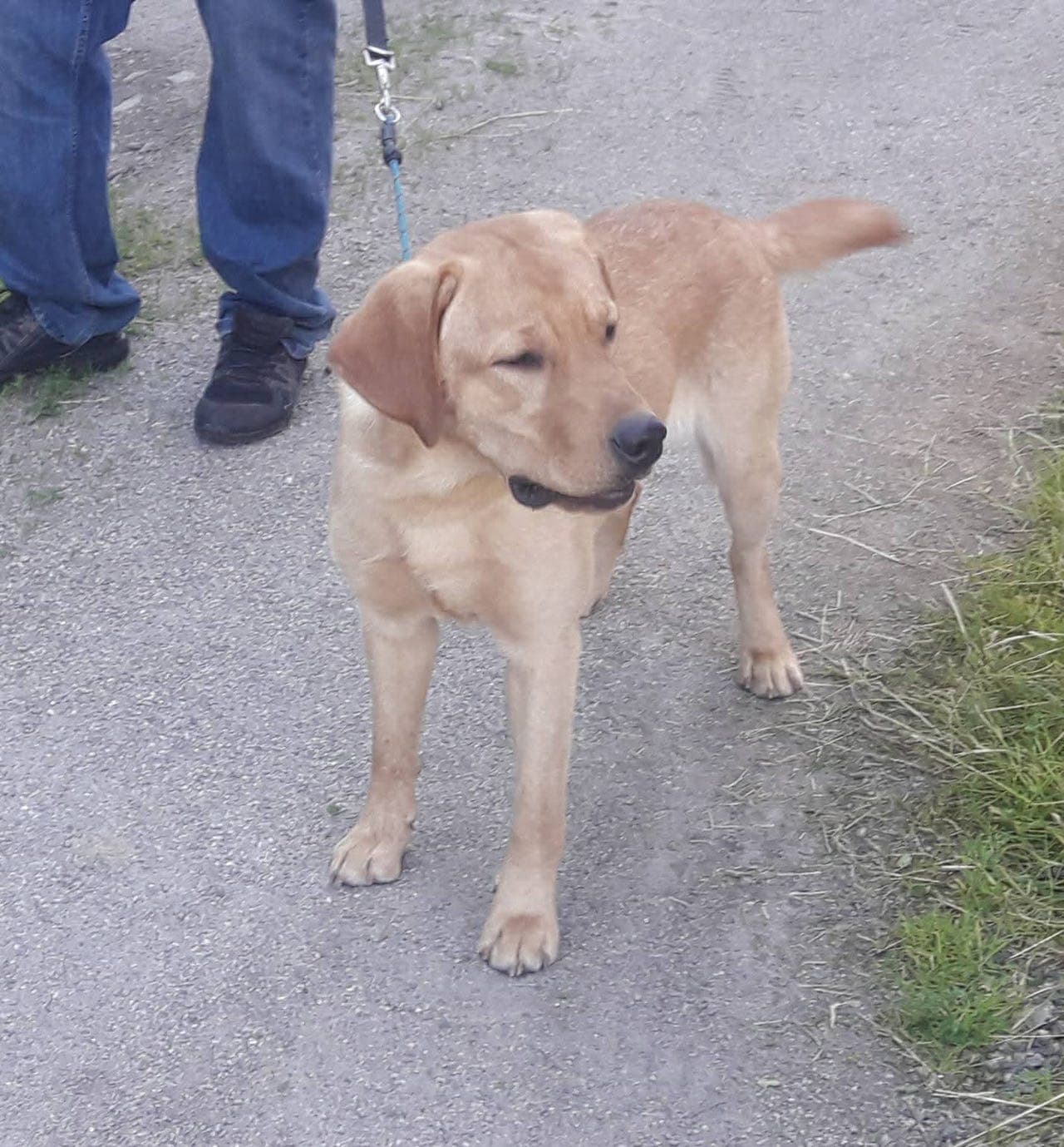 Labrador retriever