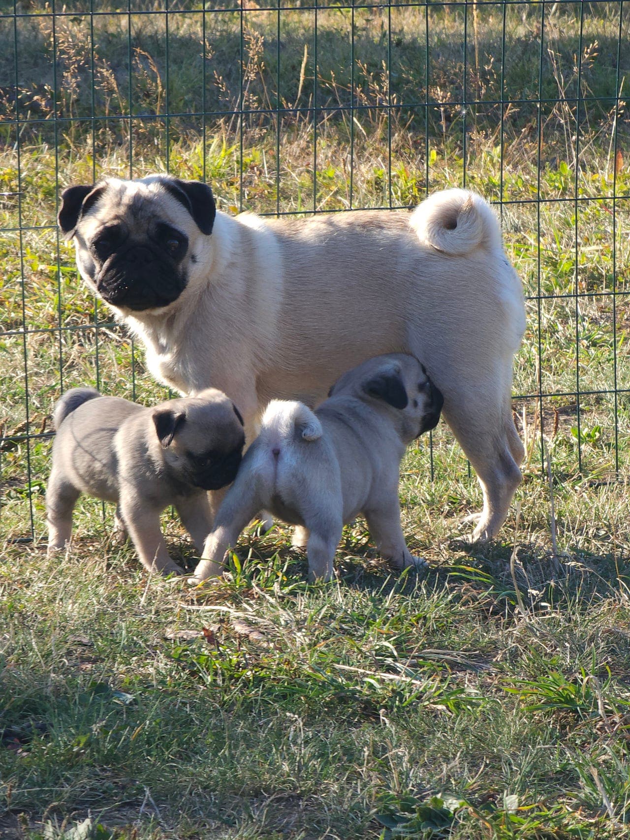 Mopsegutt selges