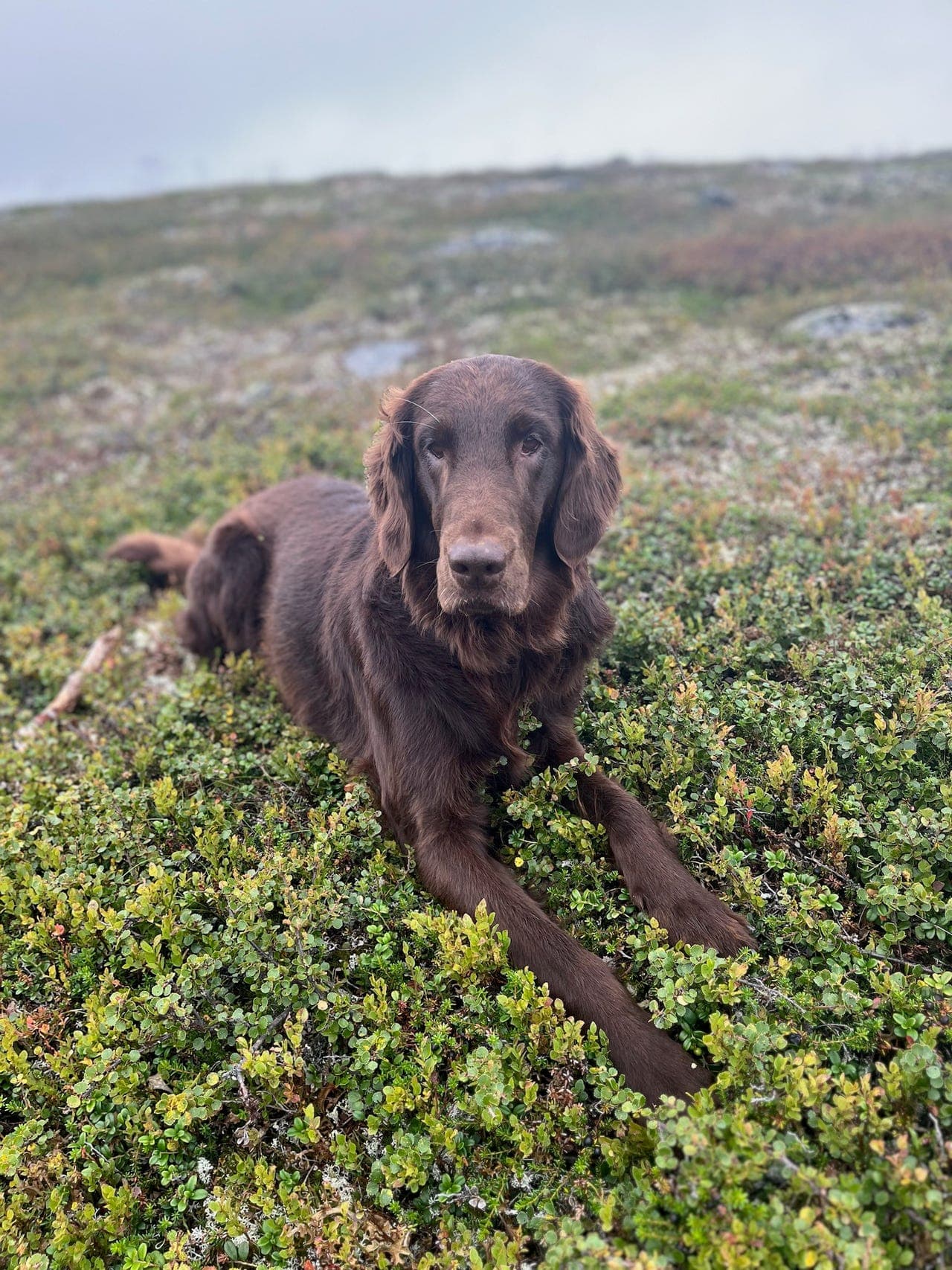 Omplassering av flat coat retriever tispe