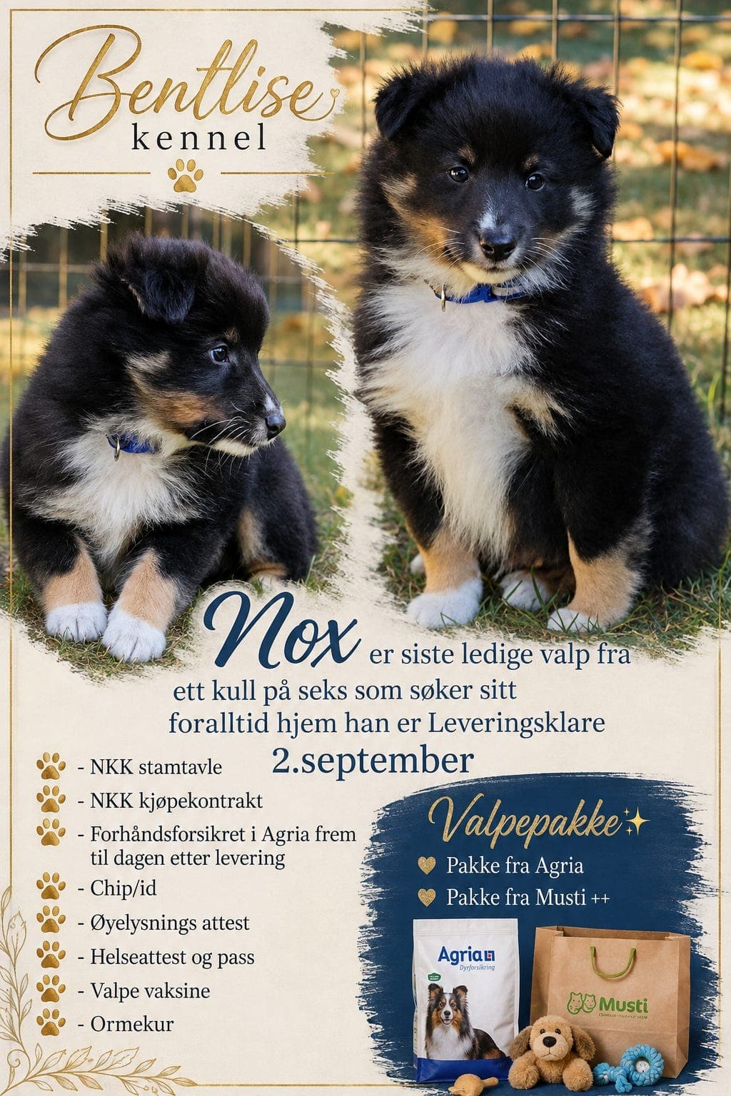 Shetland sheepdog valp 🩵