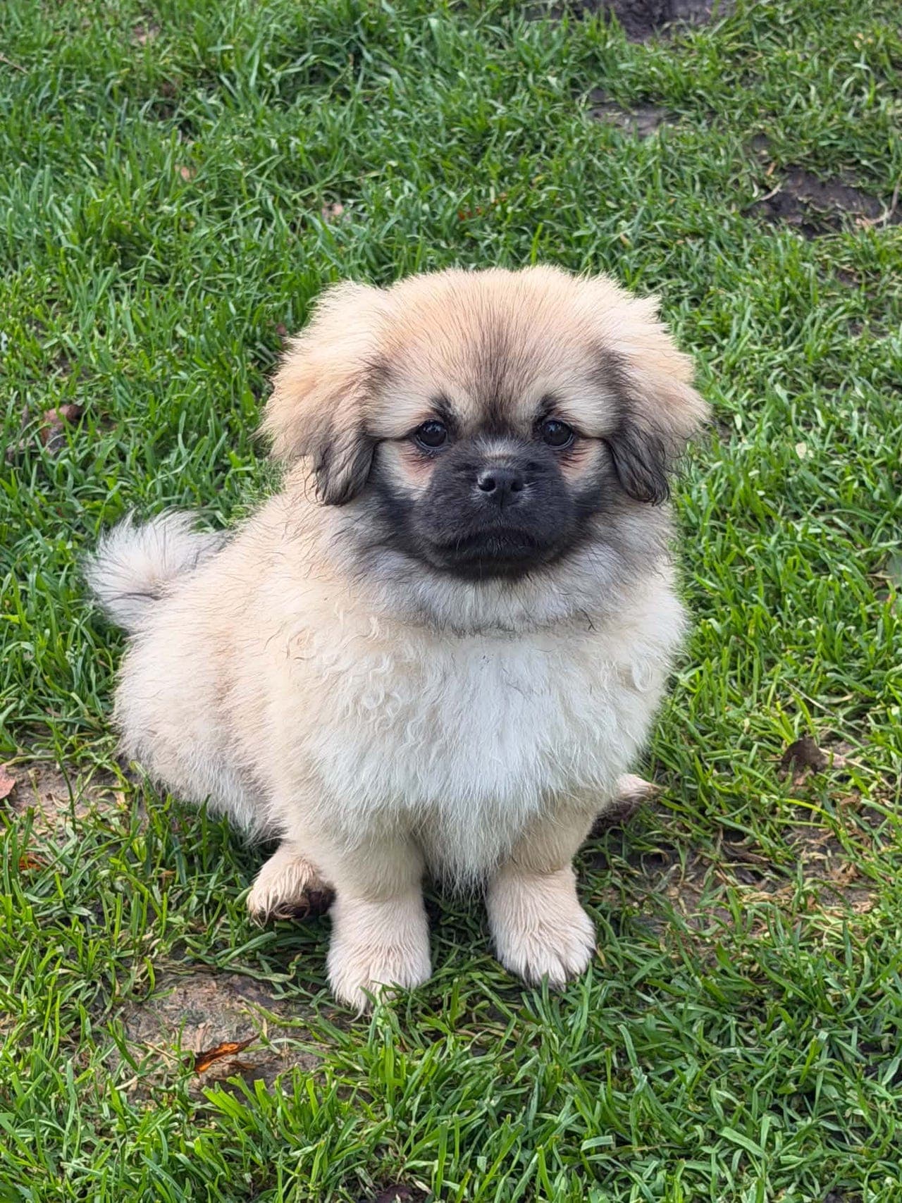 Tibetansk spaniel valper