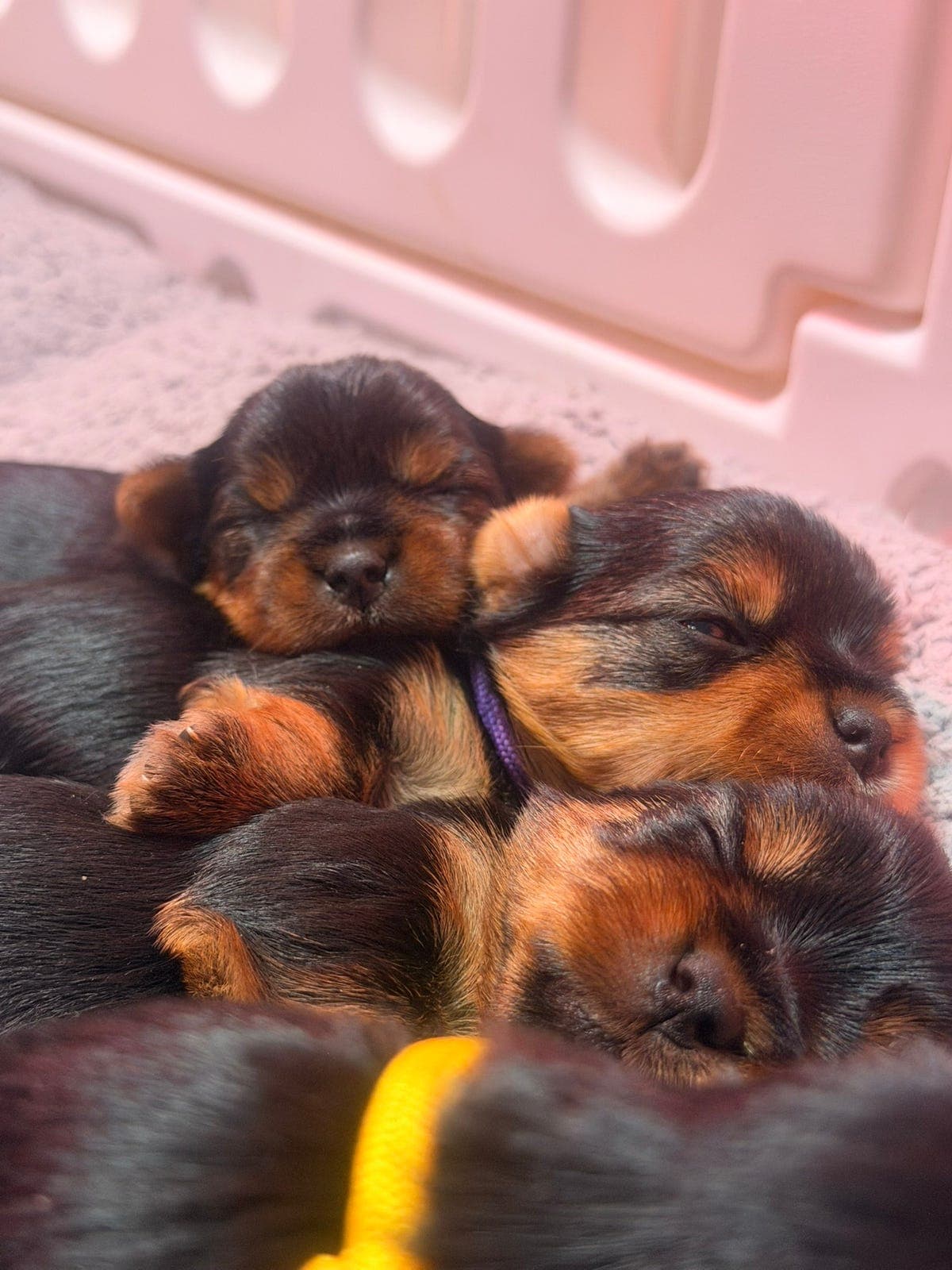 Yorkshire terrier valper