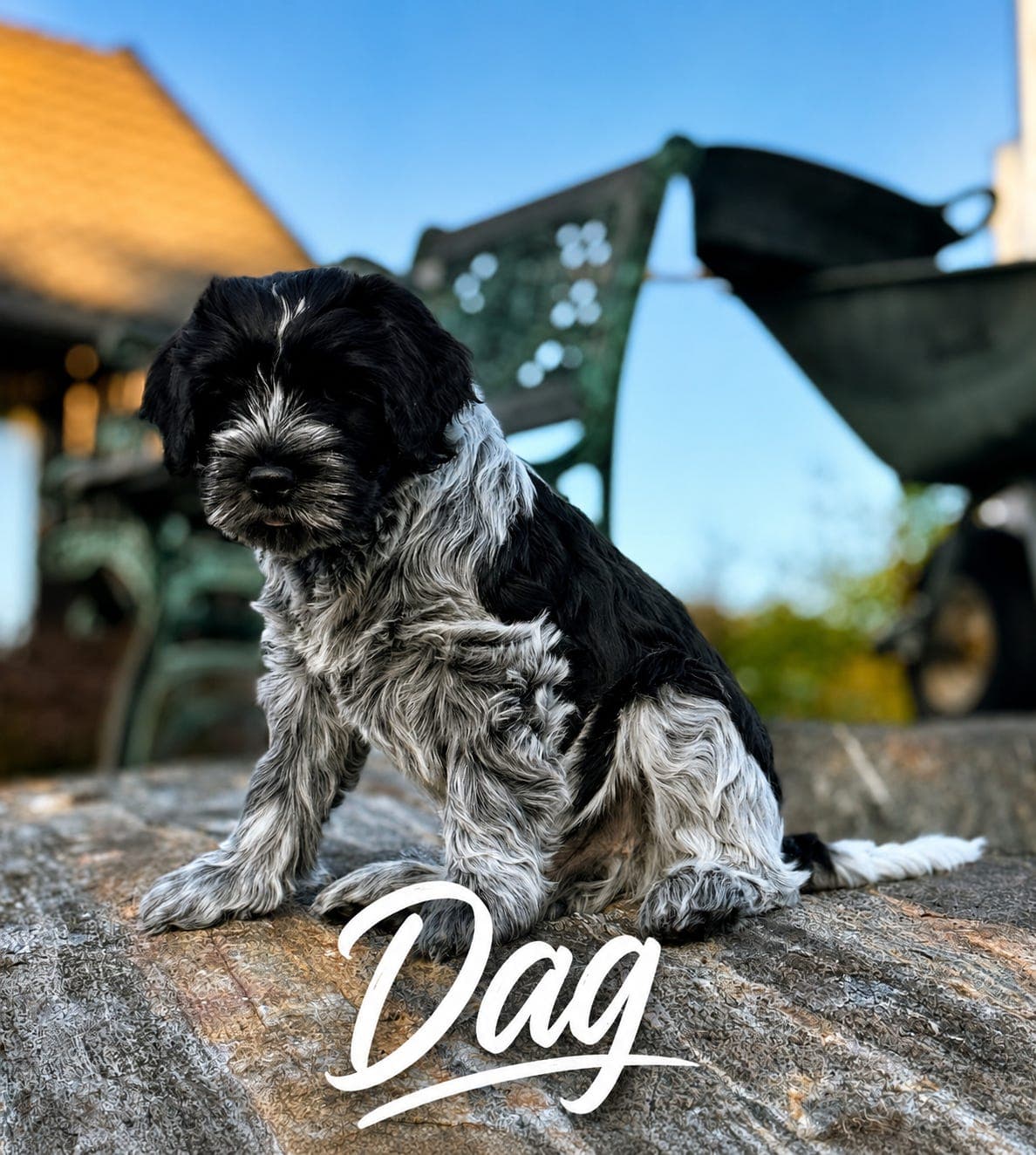 Rolig og trygg Schapendoes hannhund selges
