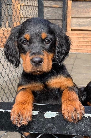 Gordonsetter valper