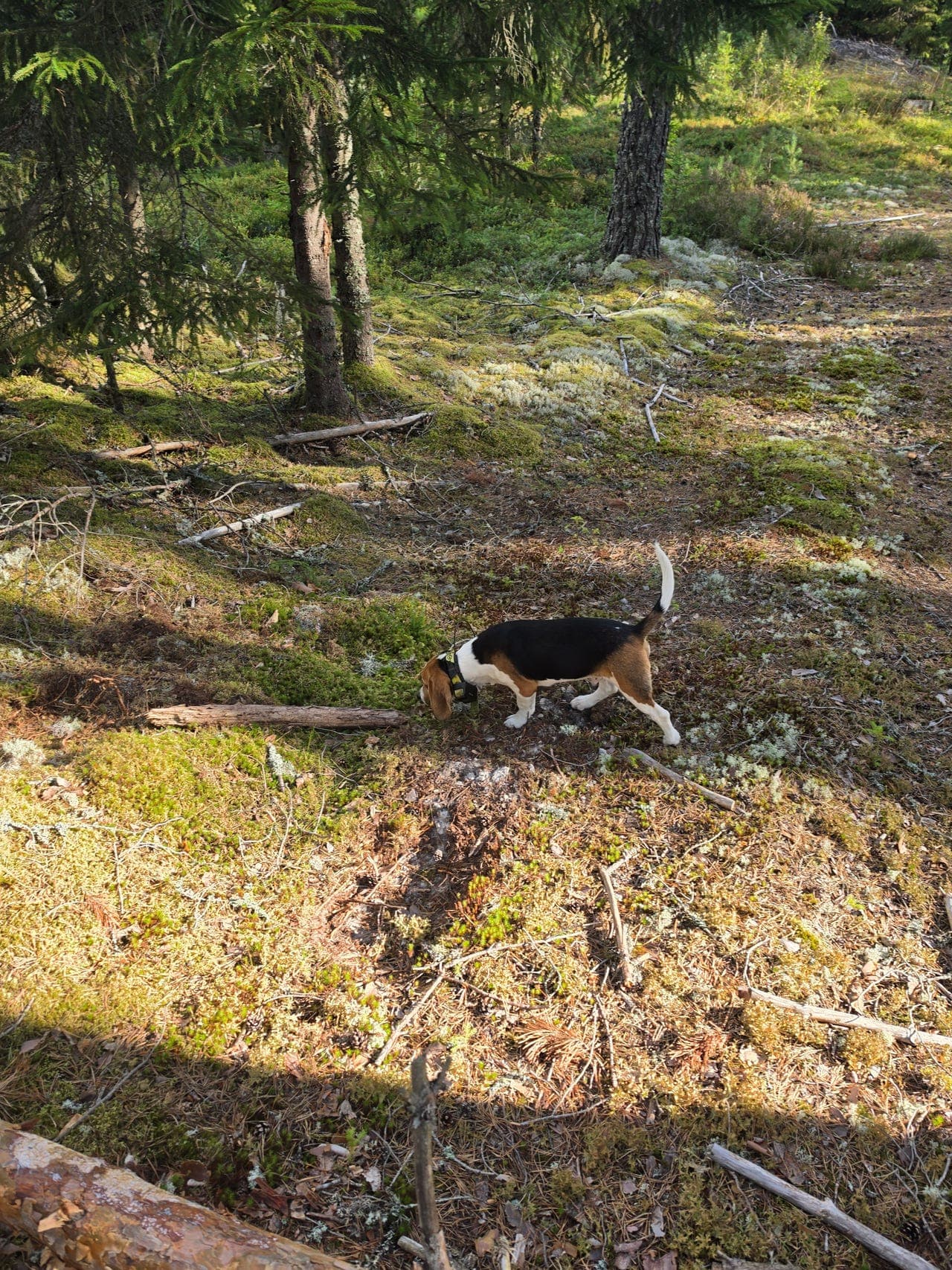 Jakt klar Beagle Han