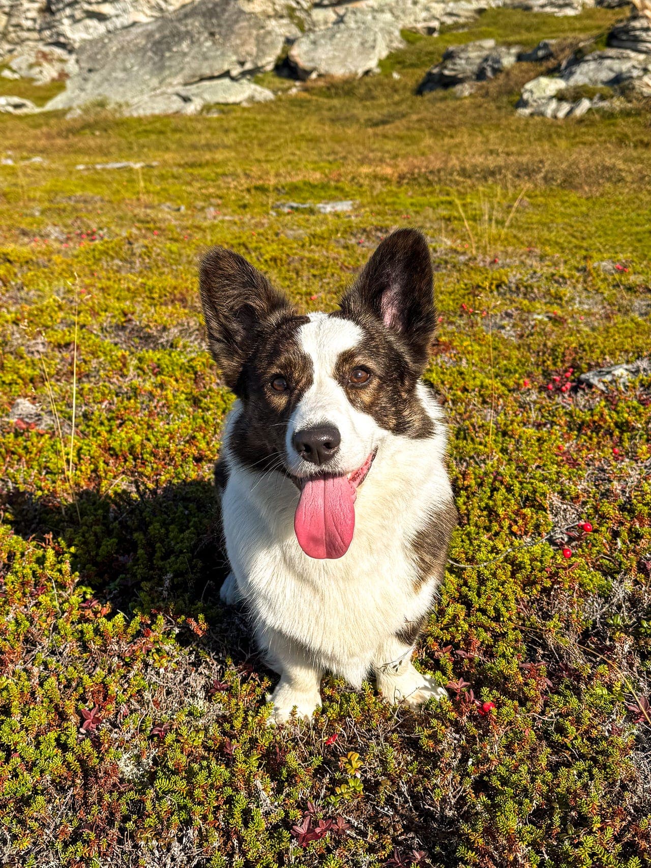 Welsh Corgi Cardigan tispe søker nytt hjem