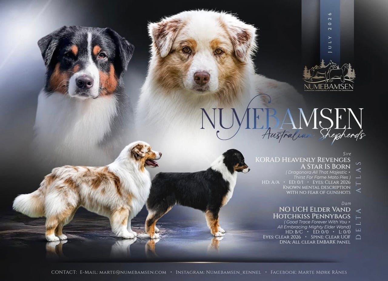 Australian Shepherd valper