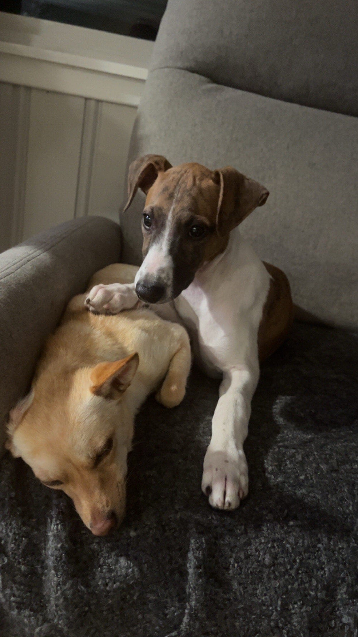 Meget flott Whippet hannhund selges til rett hjem