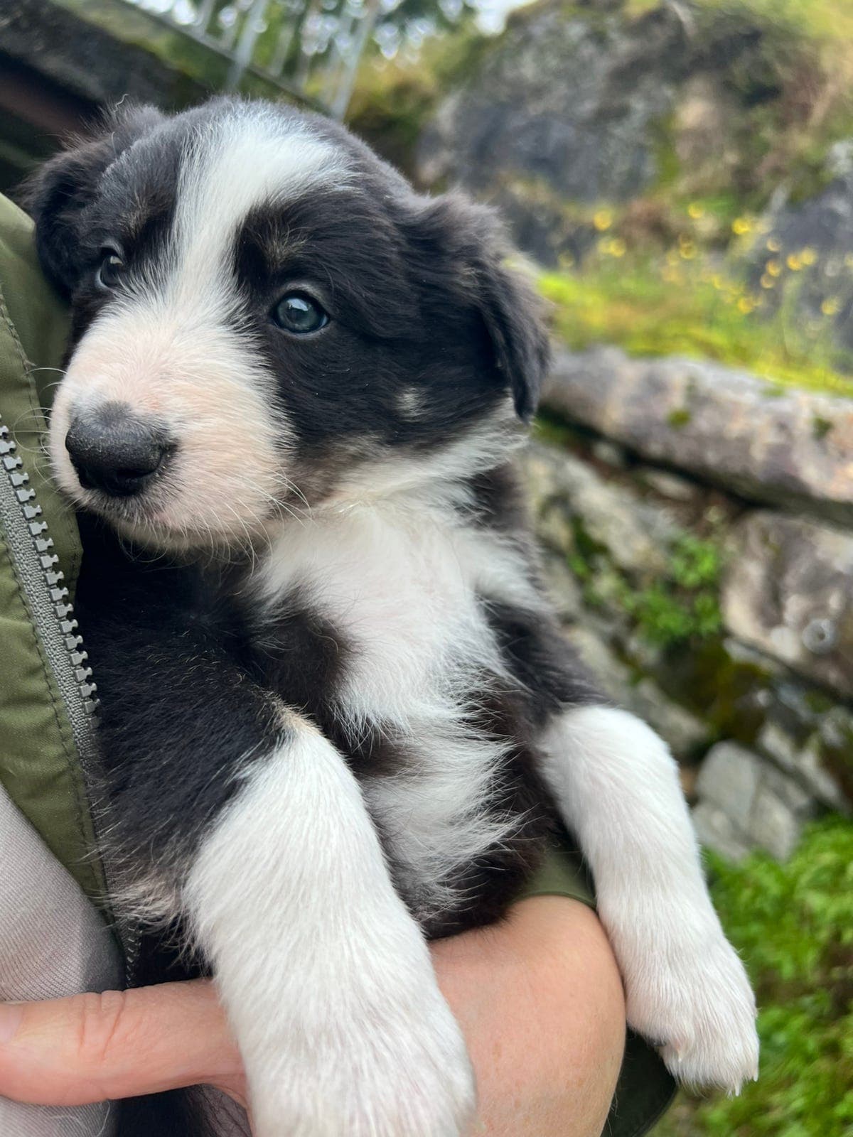 7 Border Collie valper til salgs 🐶 ALLE ER RESERVERT 🐶🐾