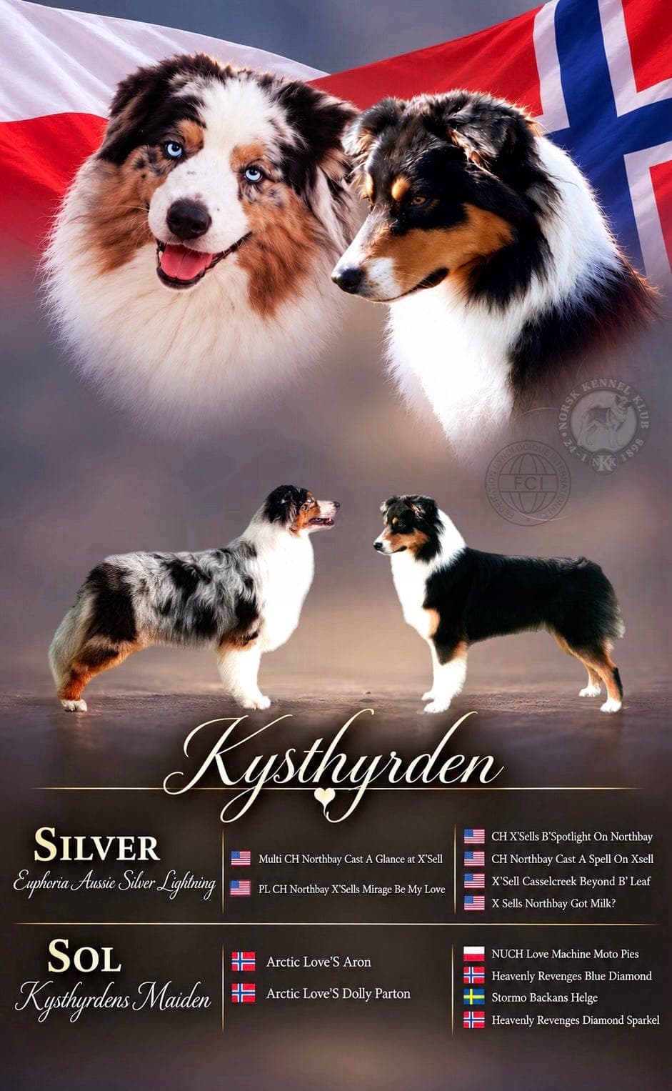 Australian Shepherd valper ventes